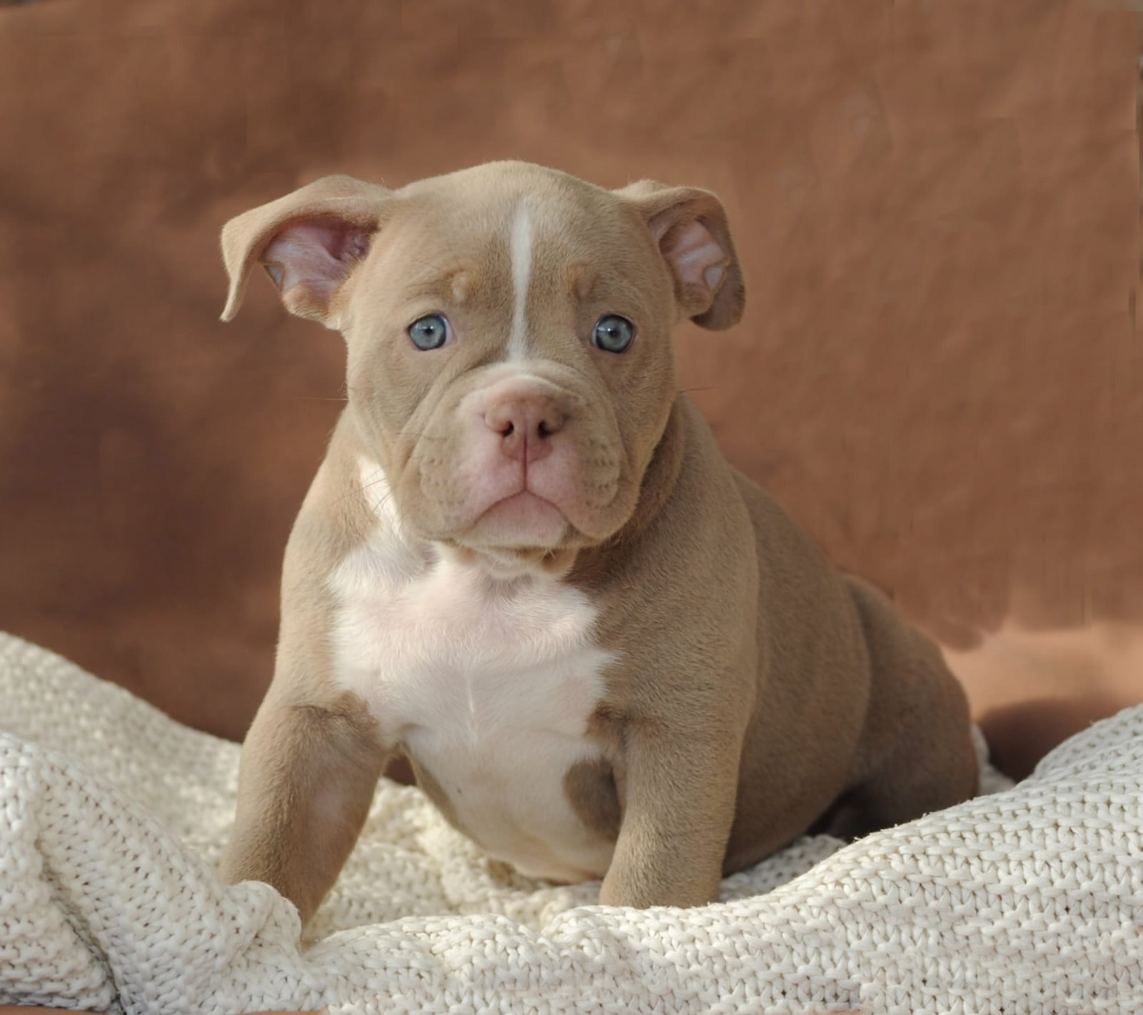 Дети Jo Jo. ПИТОМНИК СОБАК ПОРОДЫ АМЕРИКАНСКИЙ БУЛЛИ