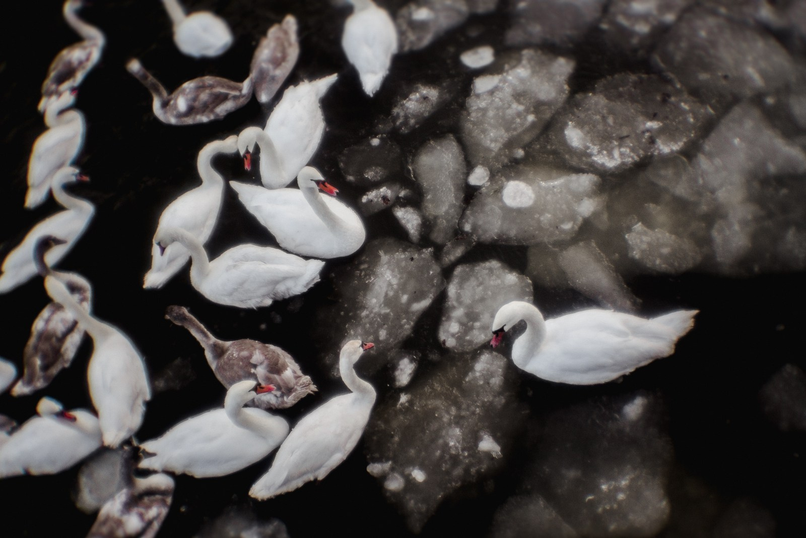 Rita Novoselova. Photography