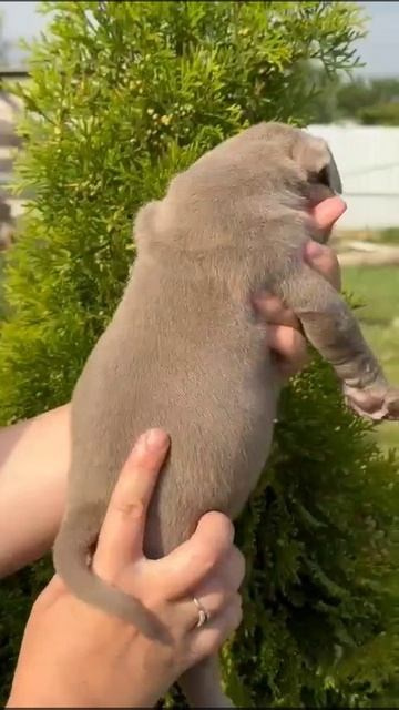 Дети Локомотива. ПИТОМНИК СОБАК ПОРОДЫ АМЕРИКАНСКИЙ БУЛЛИ