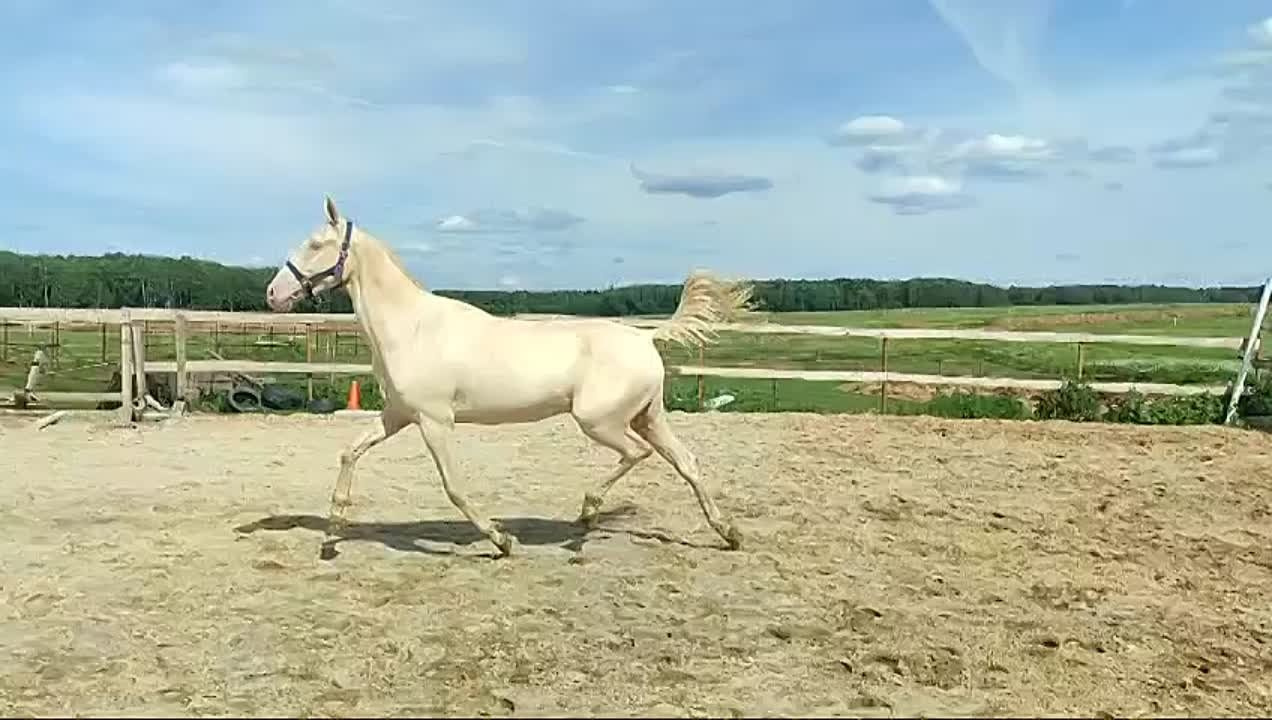 Перли Дере. Продажа ахалтекинских и полукровных лошадей