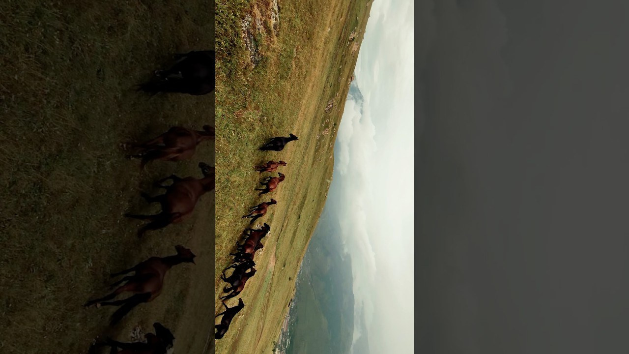 Film. Фотограф и видеограф Елена Хмелевская