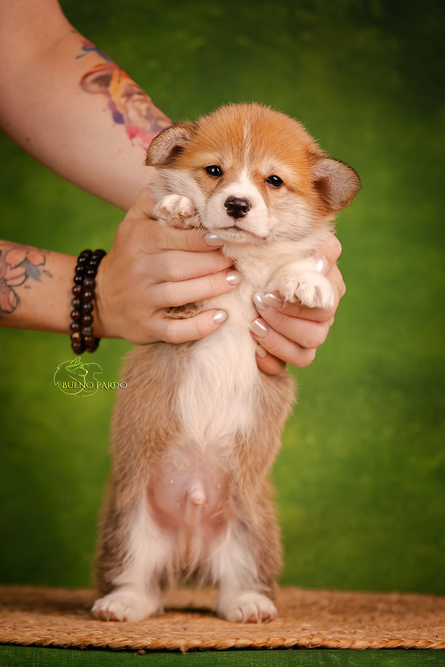 Щенки вельш корги пемброк из питомника. Питомник собак Акита, Хаски, Корги