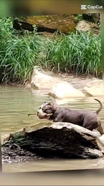 Булли покет сука Кола. ПИТОМНИК СОБАК ПОРОДЫ АМЕРИКАНСКИЙ БУЛЛИ