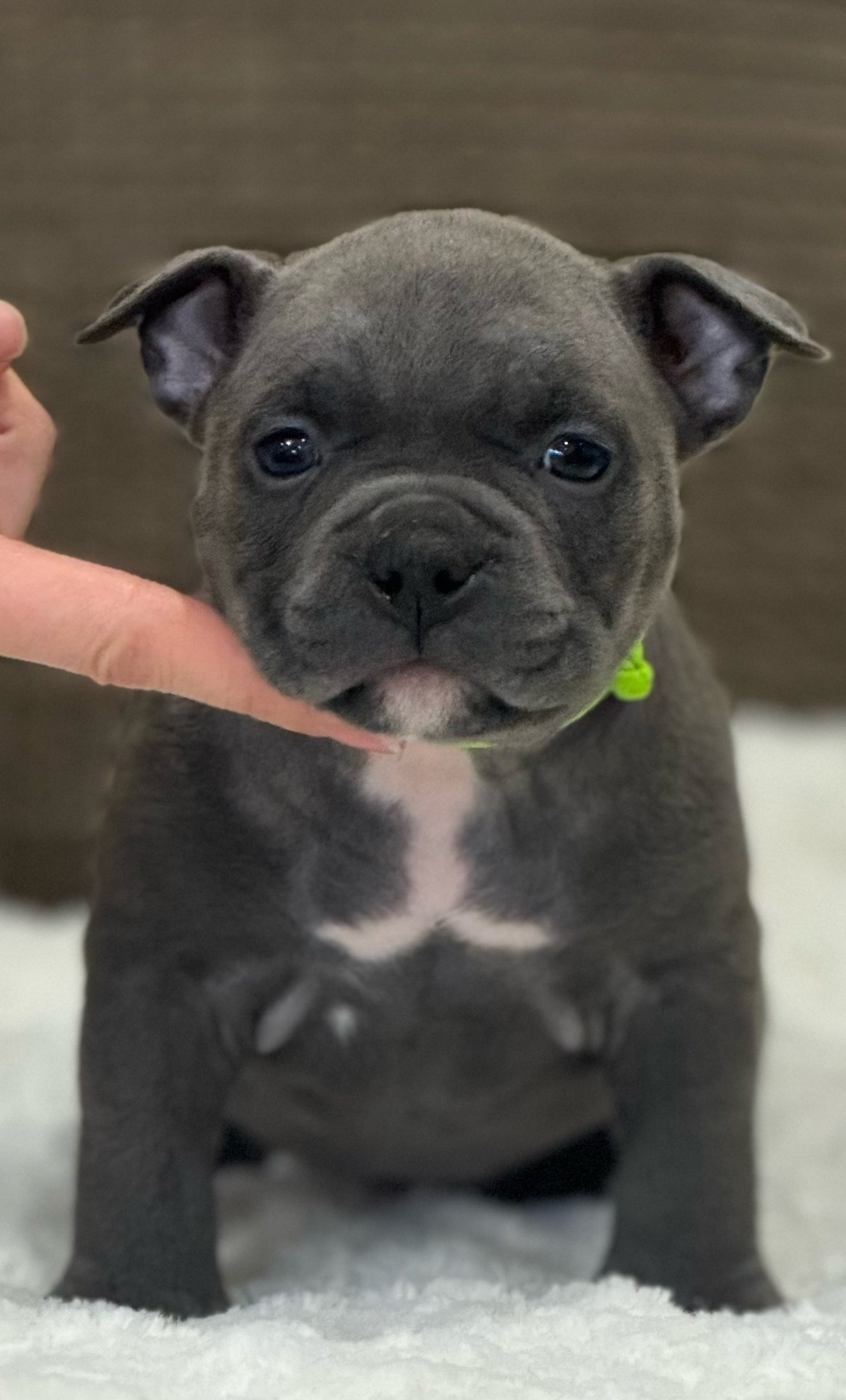 купить щенка в питомнике американских булли в Иркутске 