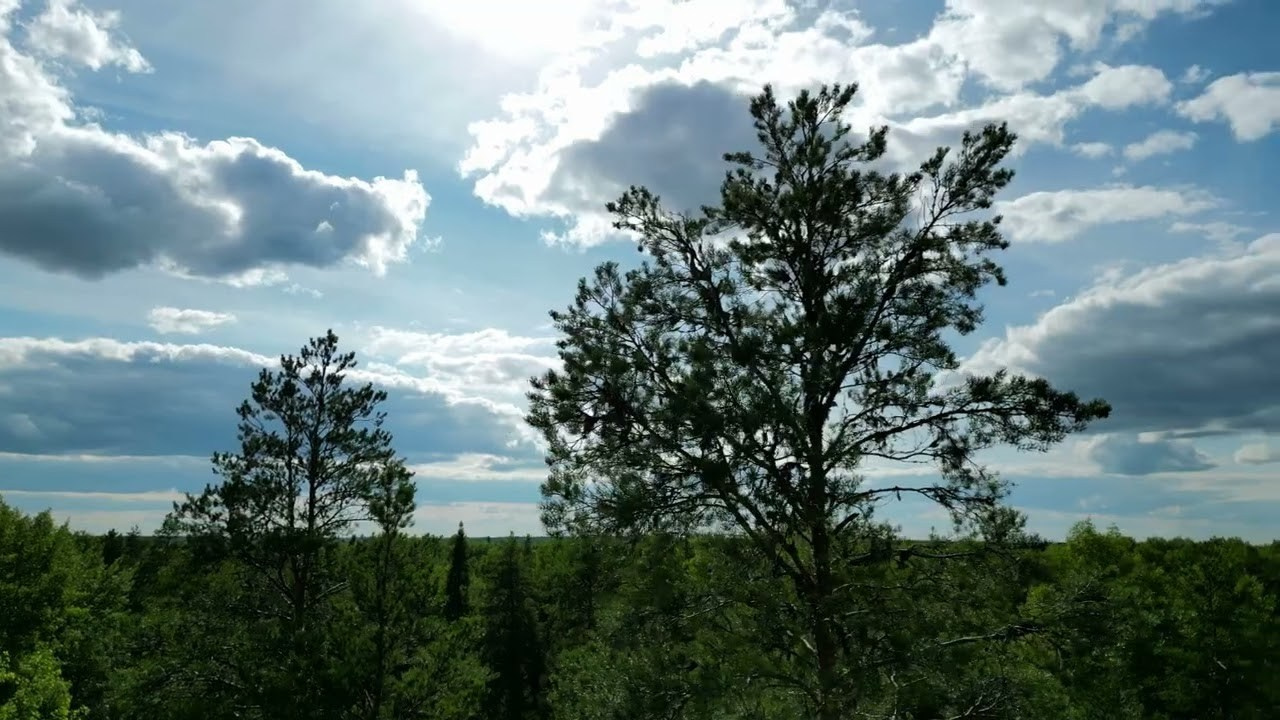 Зеленое море национального парка «Койгородский». Пейзажная и архитектурная фотография в Туле, Татьяна Silva