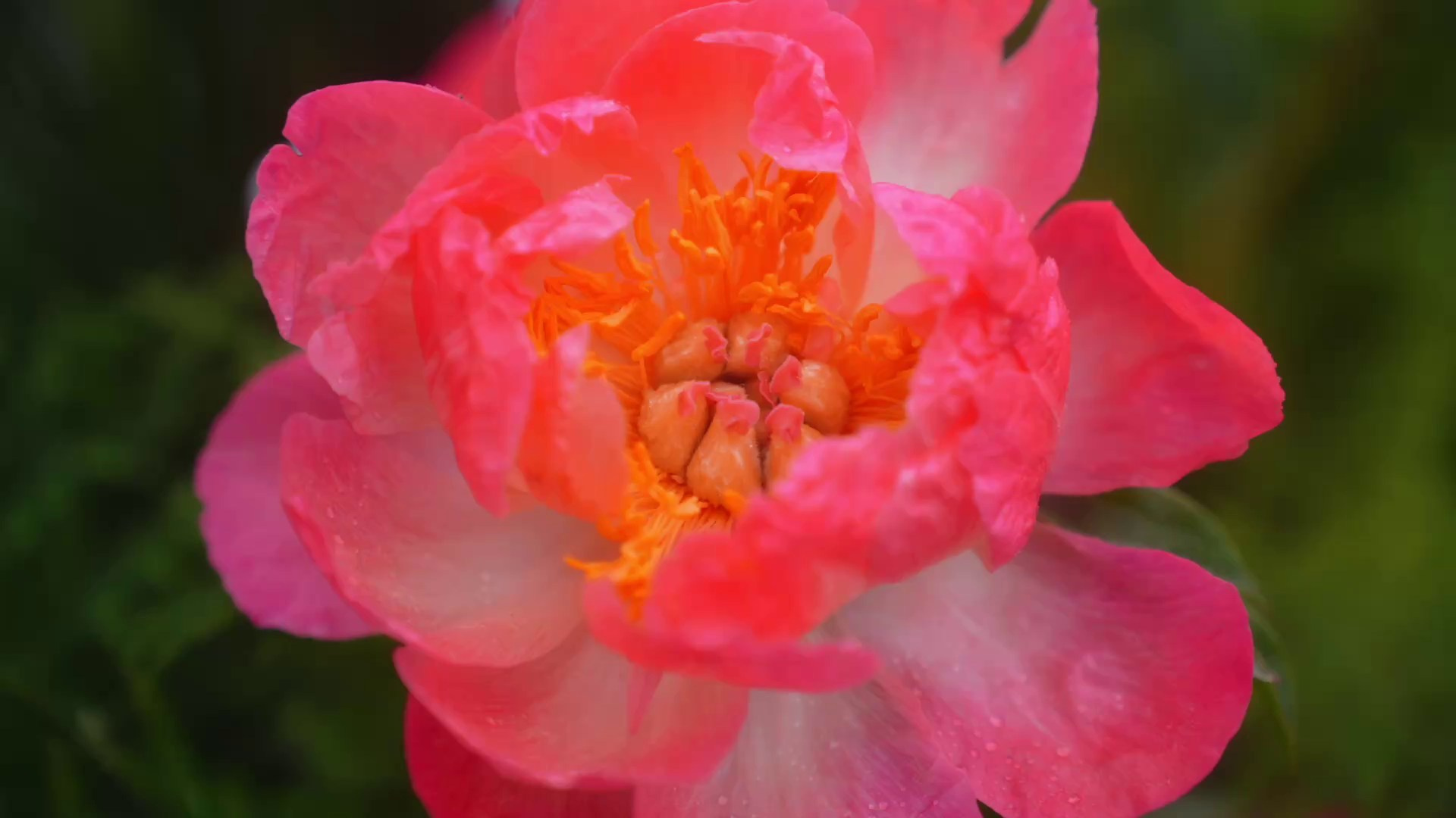WEDDING DAY. Агата Акварель видеограф Сочи Краснодар