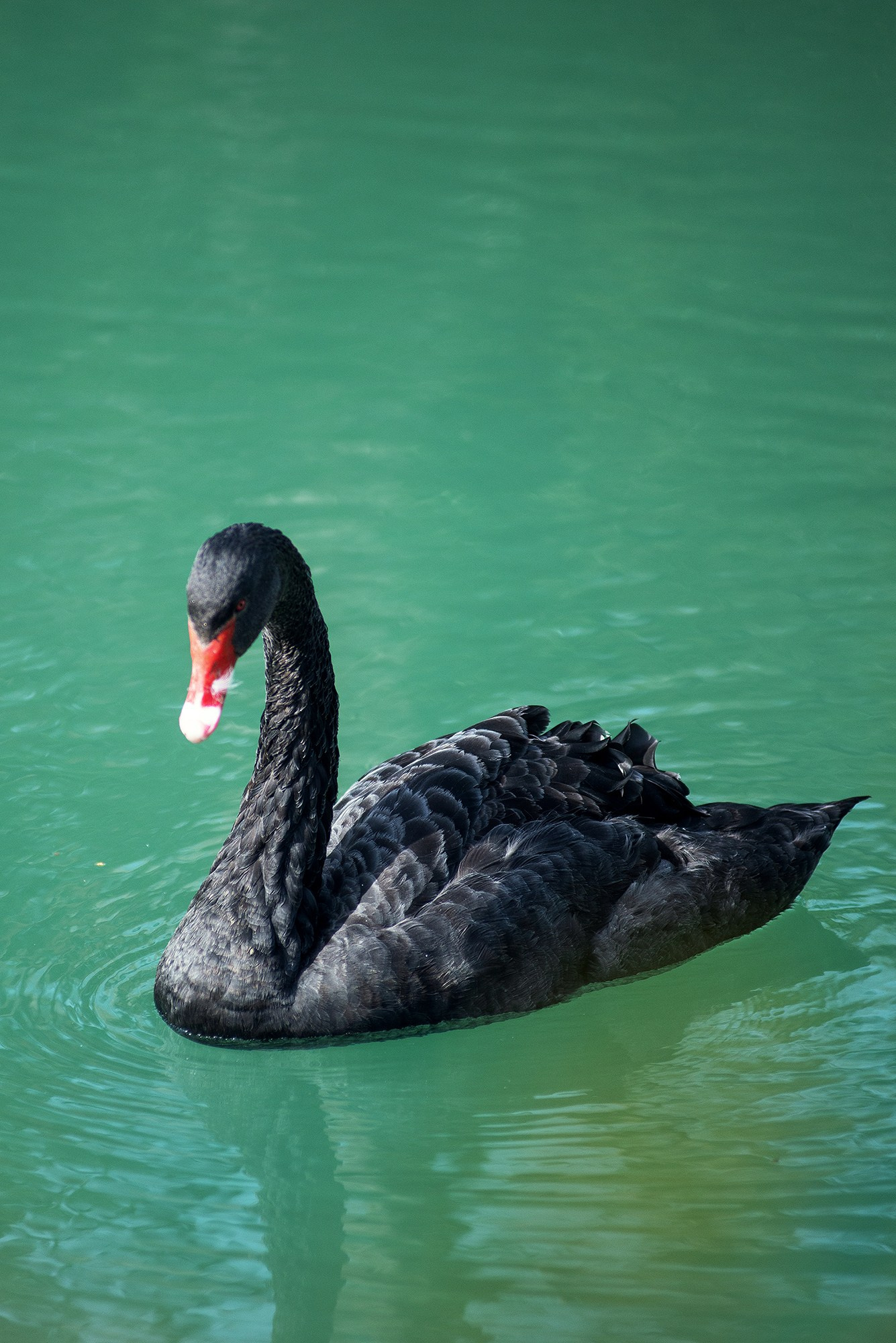 Парк в Адлере «Южные культуры». Фотограф в Адлере, Сириусе, Красной Поляне — лавстори, семейные и индивидуальные фотосессии