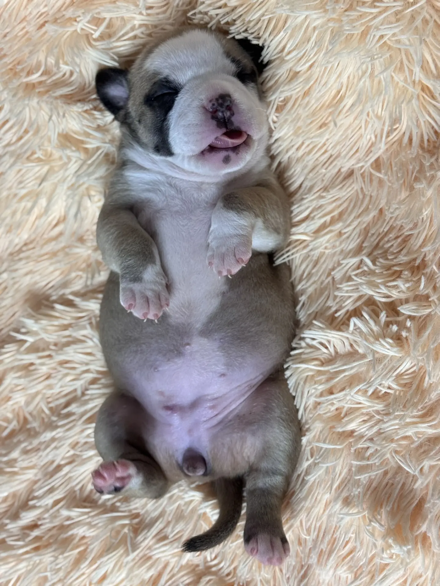 Свободные щенки Американский Булли стандарт и Свободные щенки Американский Булли классик. Американский Булли в г. Ростов-на-Дону. Питомник THE POWER OF SIBERIA