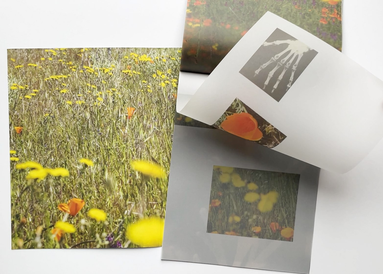 ОБЗОР АКТУАЛЬНЫХ ФОТОКНИГ: ЛИХОРАДКА ПОЛЕЙ. Самоорганизация Низина