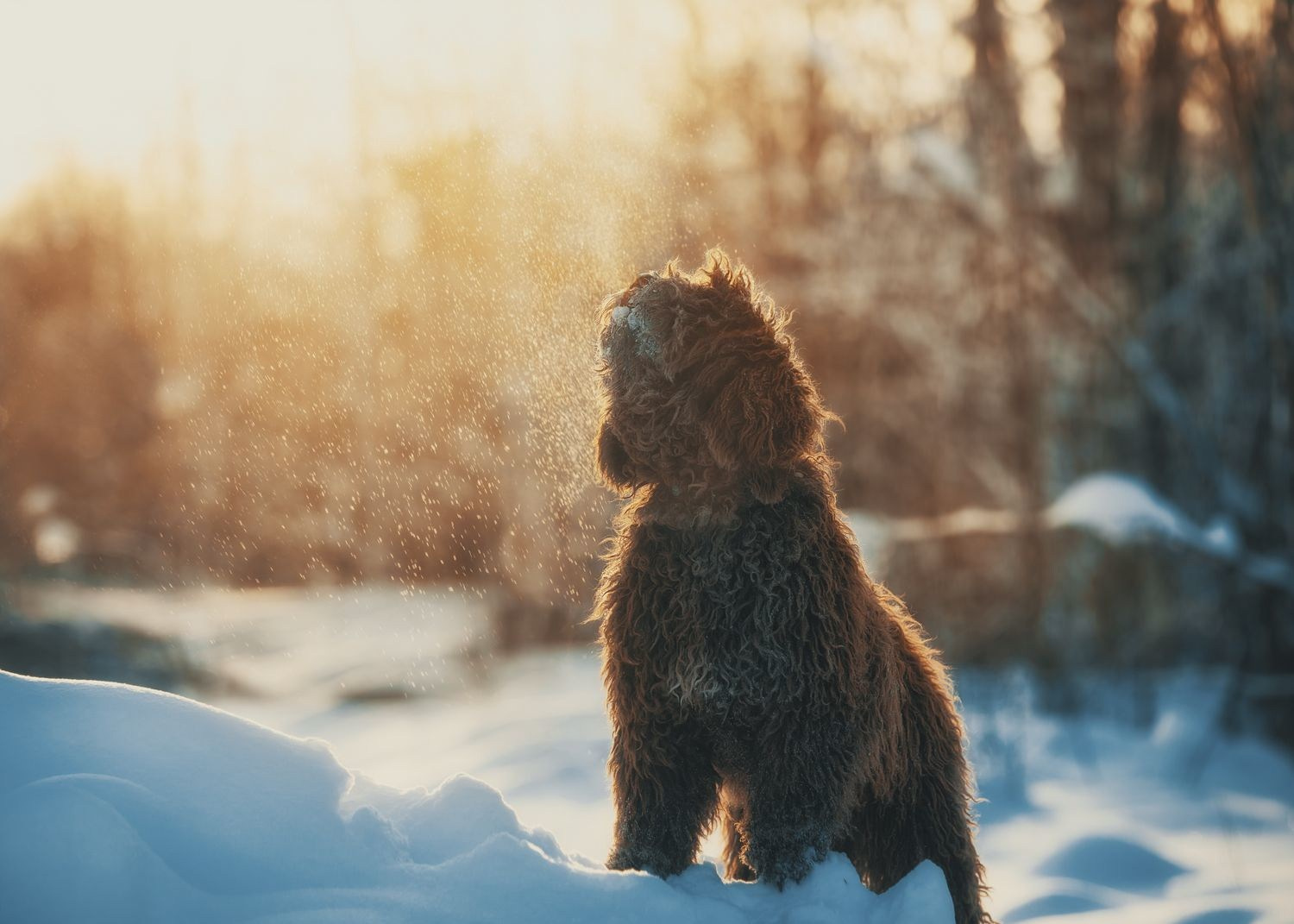 Обучение анималистической фотографии
