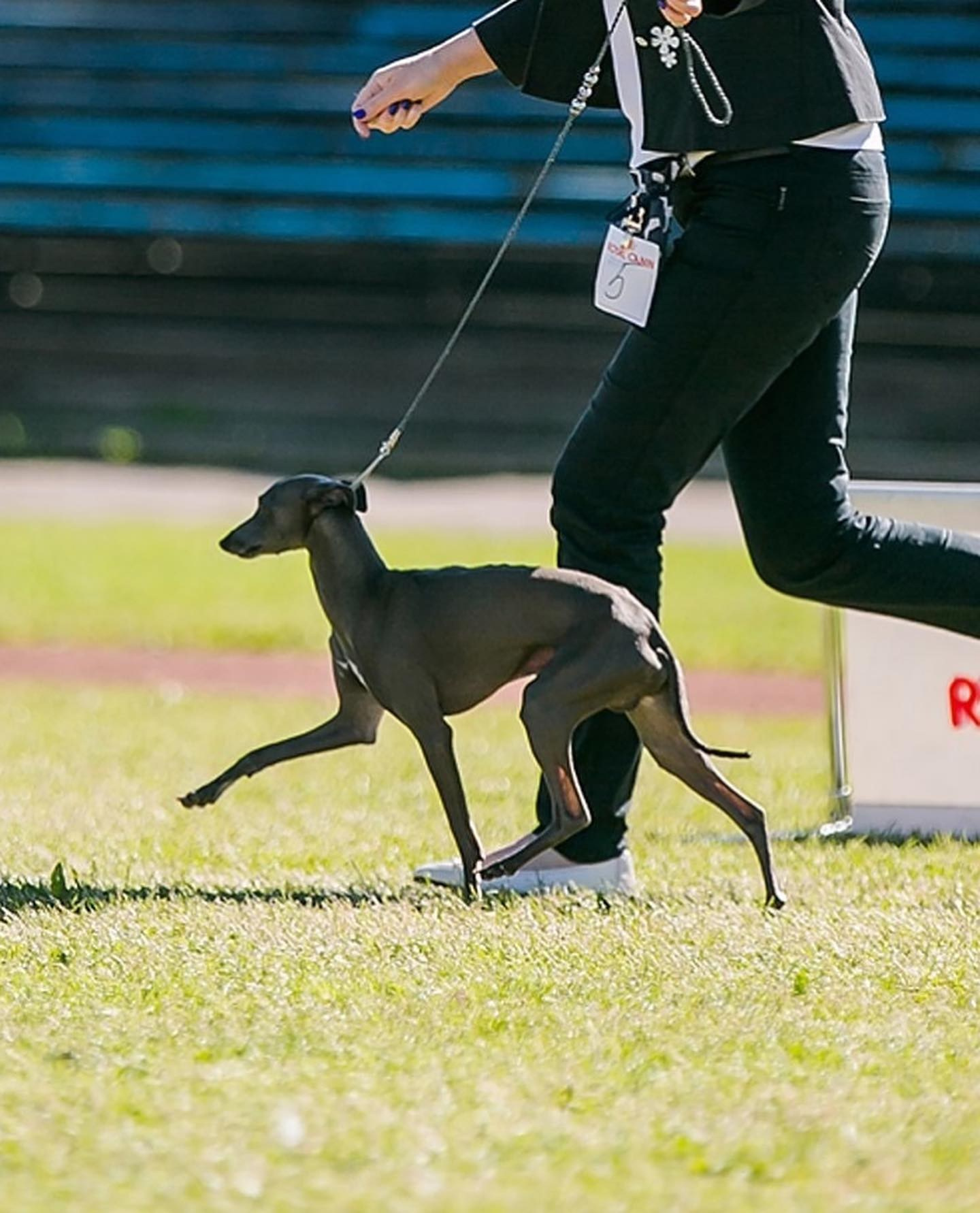 Весенние крошки. Профессиональный питомник левреток РКФ/FCI ASTI SAPPHIRE 💎 Сочи|Санкт-Петербург