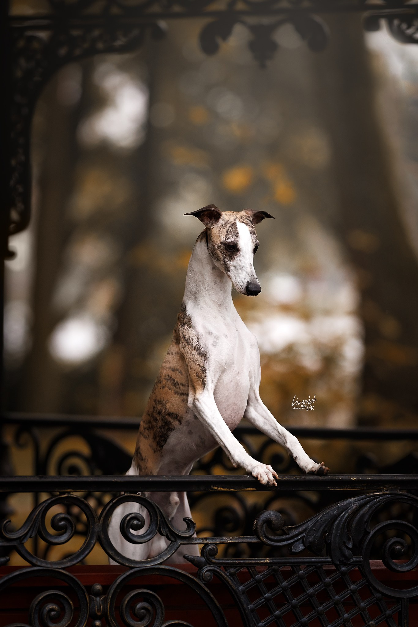 Фотограф для вашей собаки