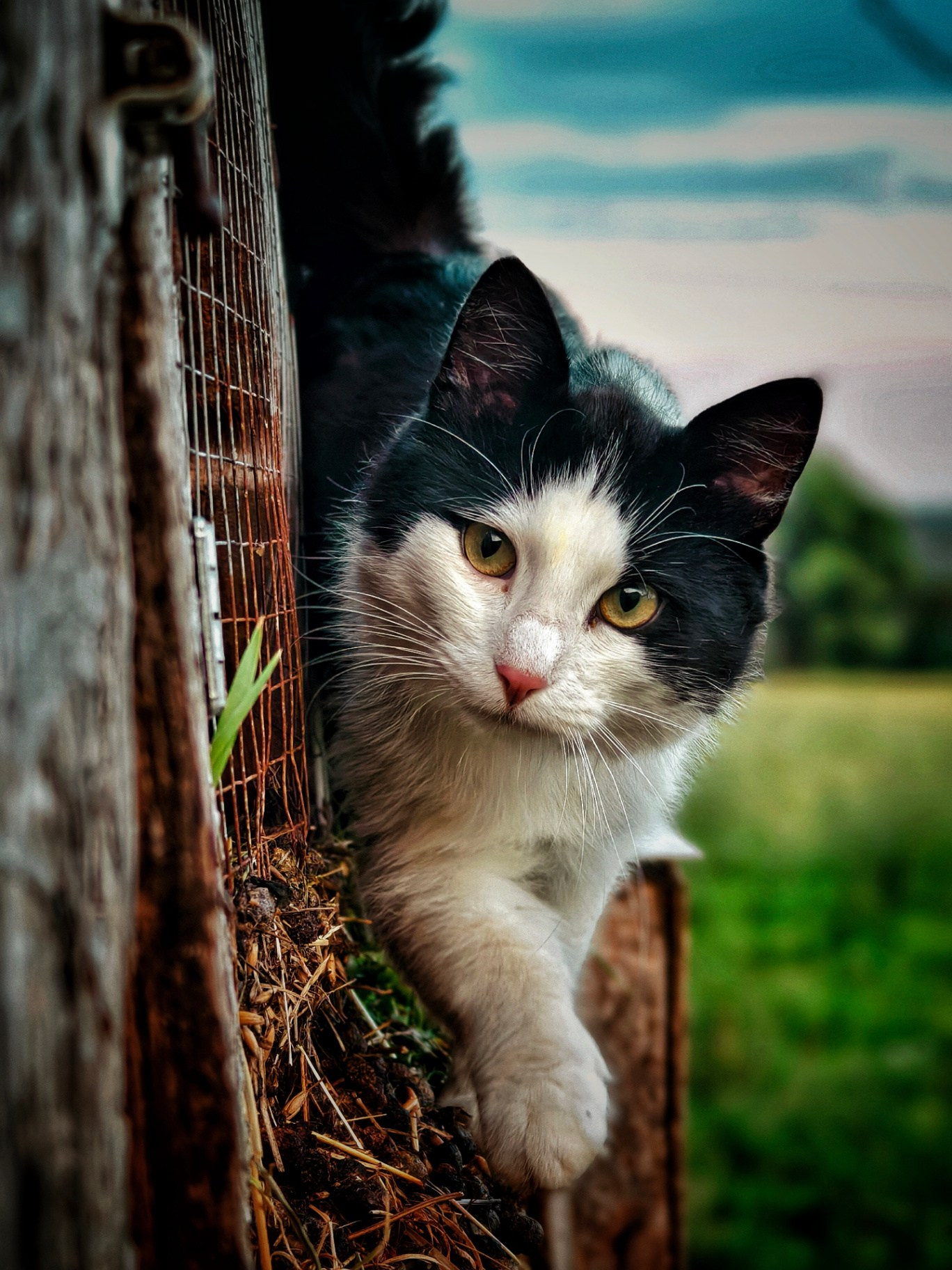 Чёрно‑белый котенок выглядывает из‑за деревянной стены