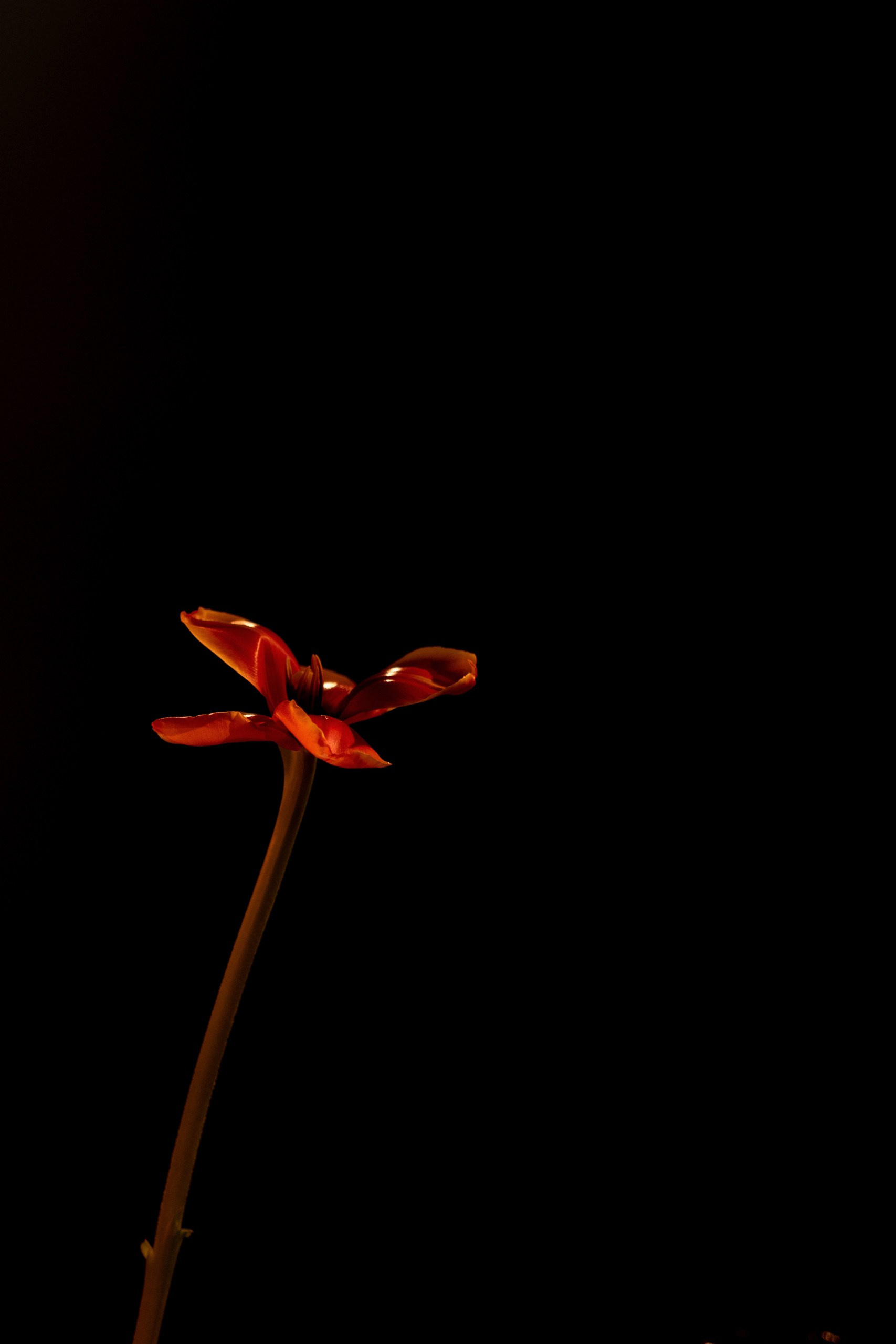 Свадьбы. Фотограф событийных мероприятий в Москве и МО