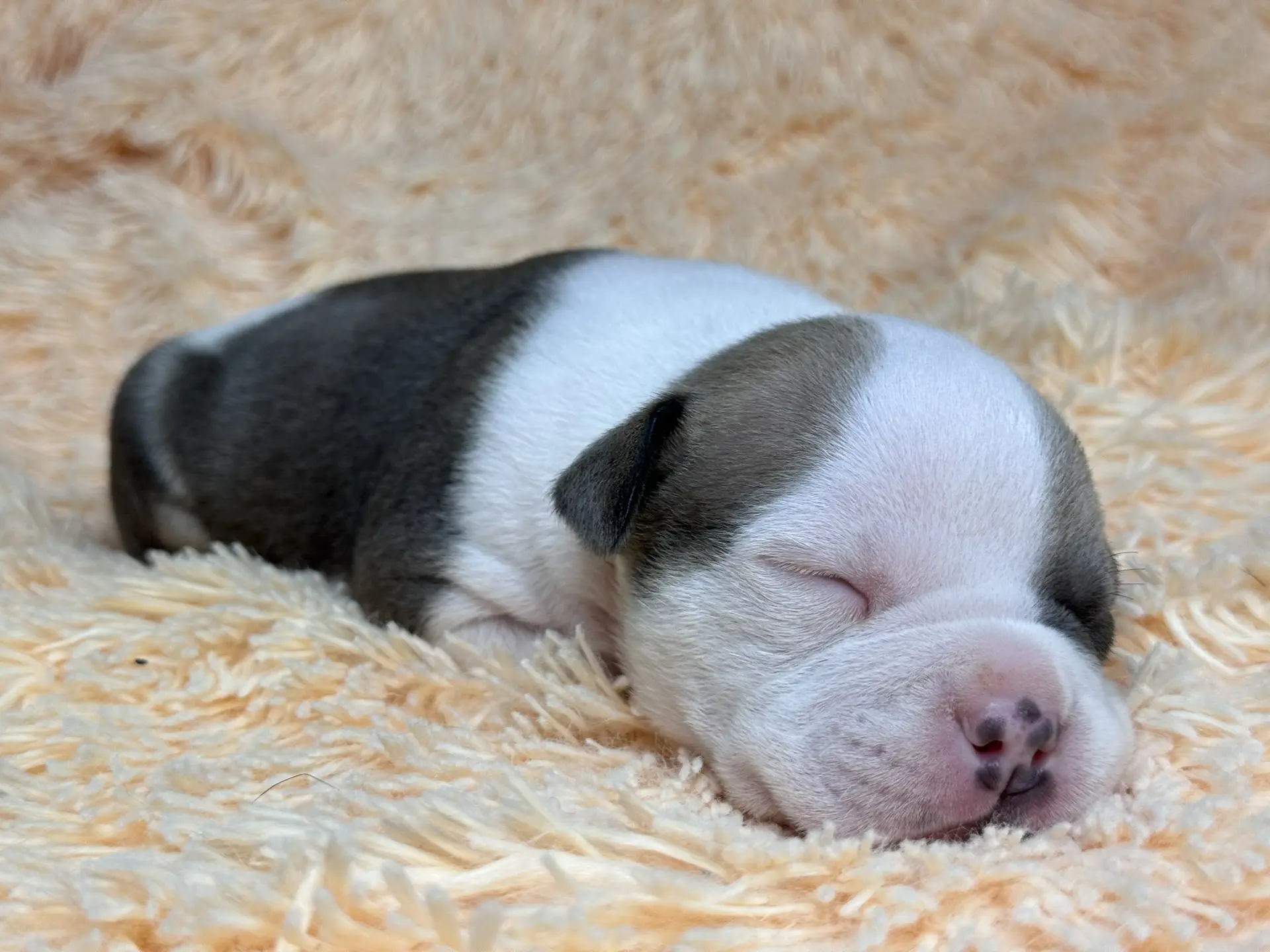 Свободные щенки Американский Булли стандарт и Свободные щенки Американский Булли классик. Американский Булли в г. Ростов-на-Дону. Питомник THE POWER OF SIBERIA