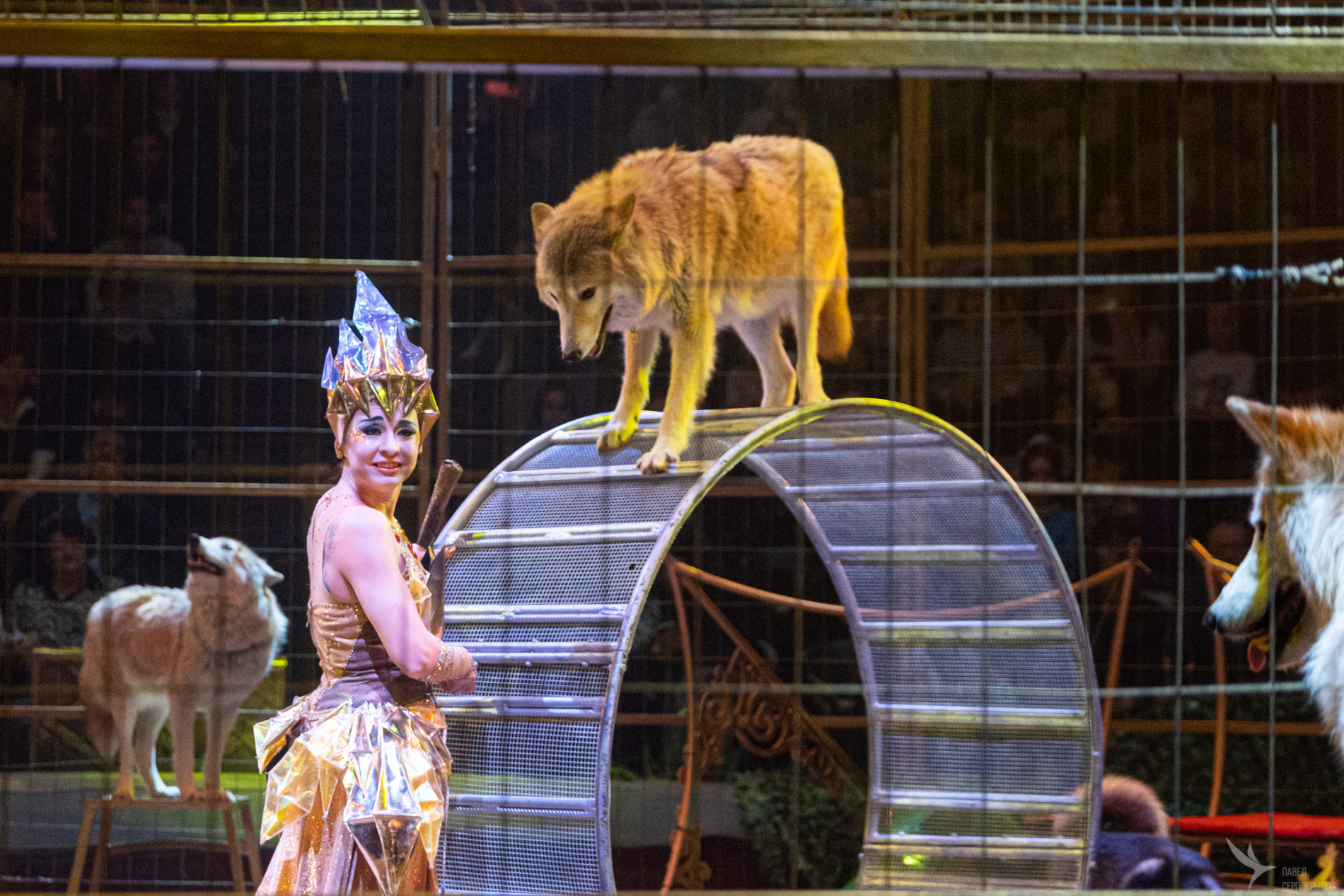 Новогодняя цирковая сказка «Морозко». Репортажный фотограф в Казани Павел Серпокрылов