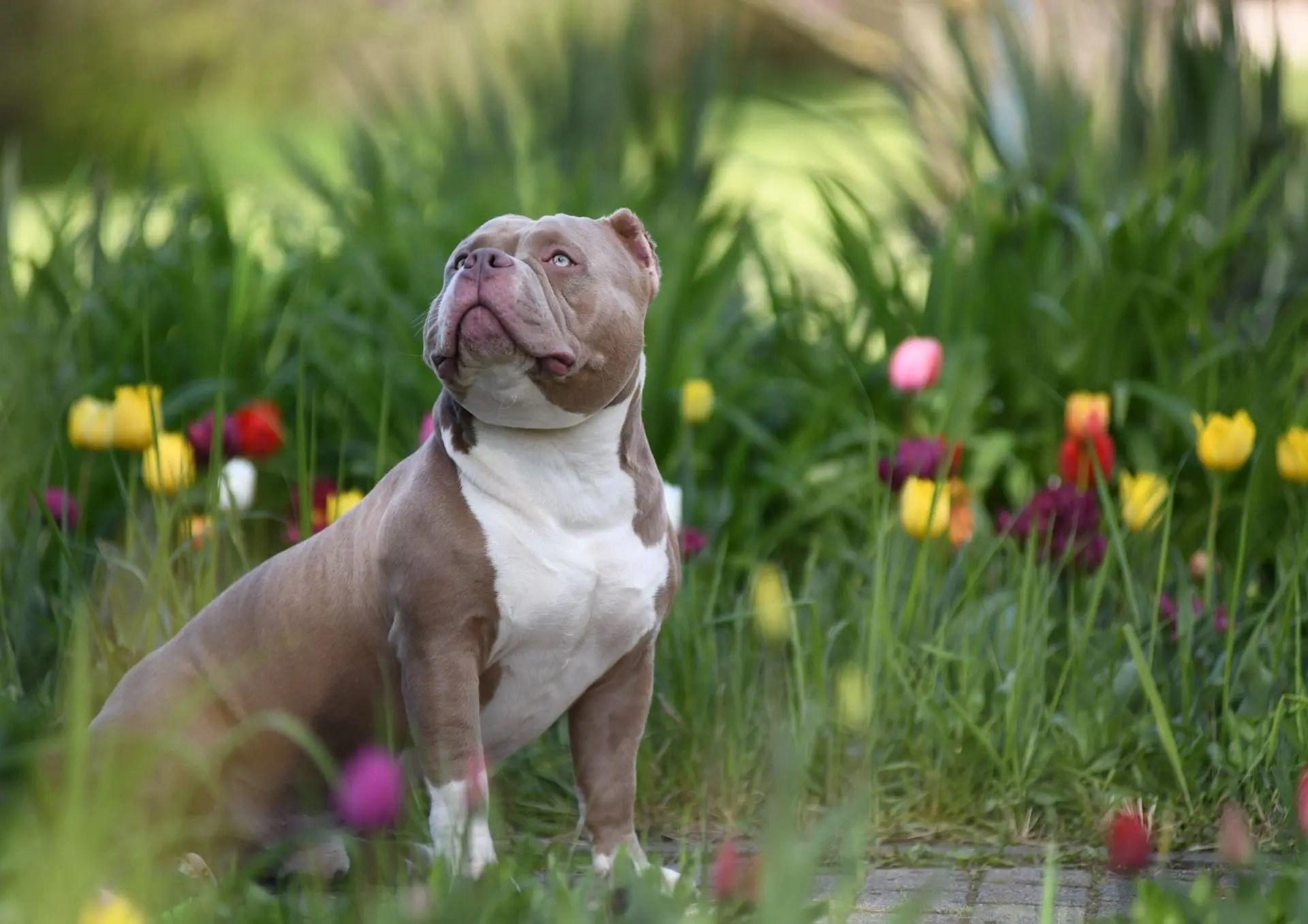 Булли покет кобель Евгур. ПИТОМНИК СОБАК ПОРОДЫ АМЕРИКАНСКИЙ БУЛЛИ