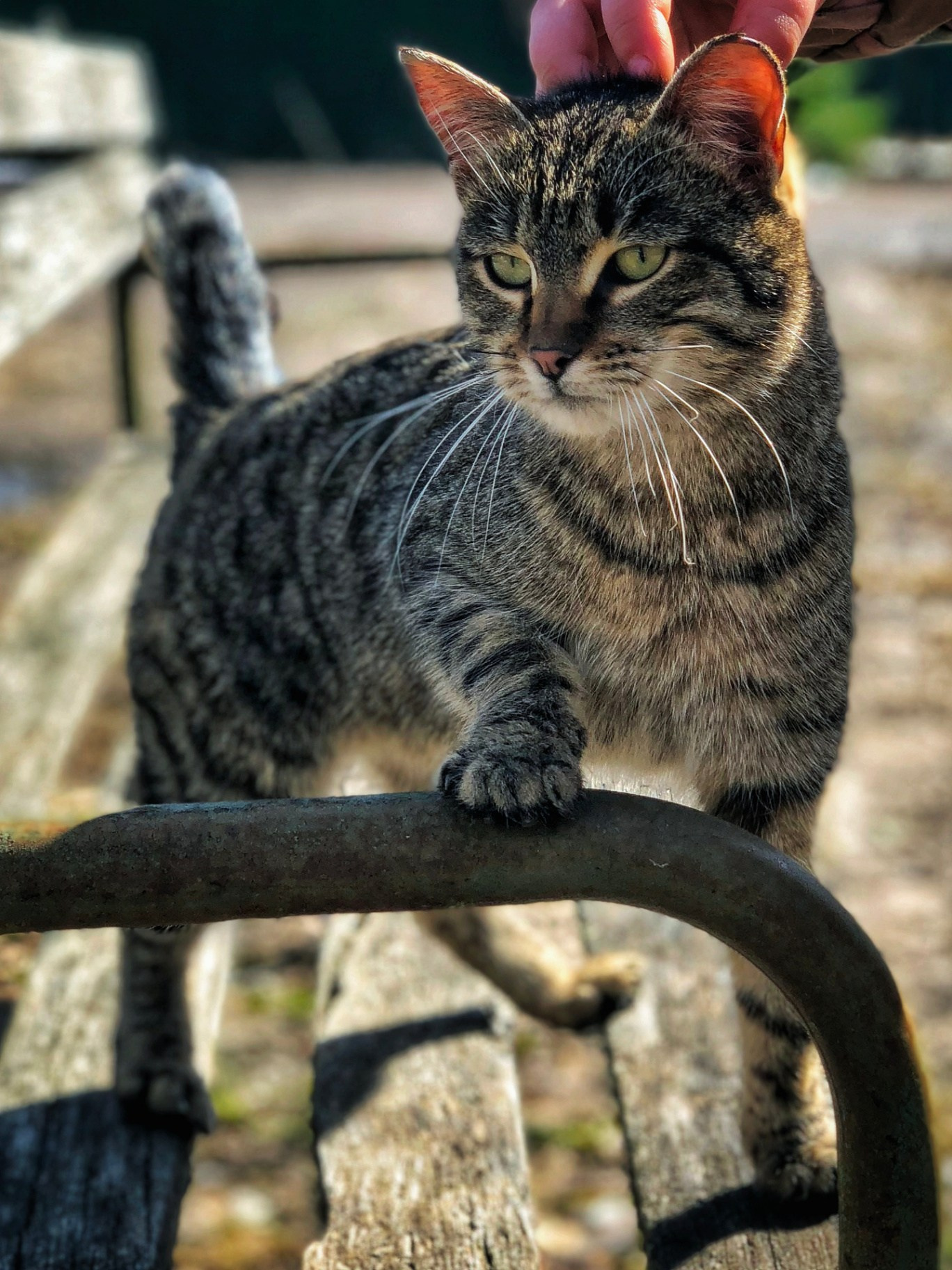 Полосатый кот стоит на скамейке и тянется к руке