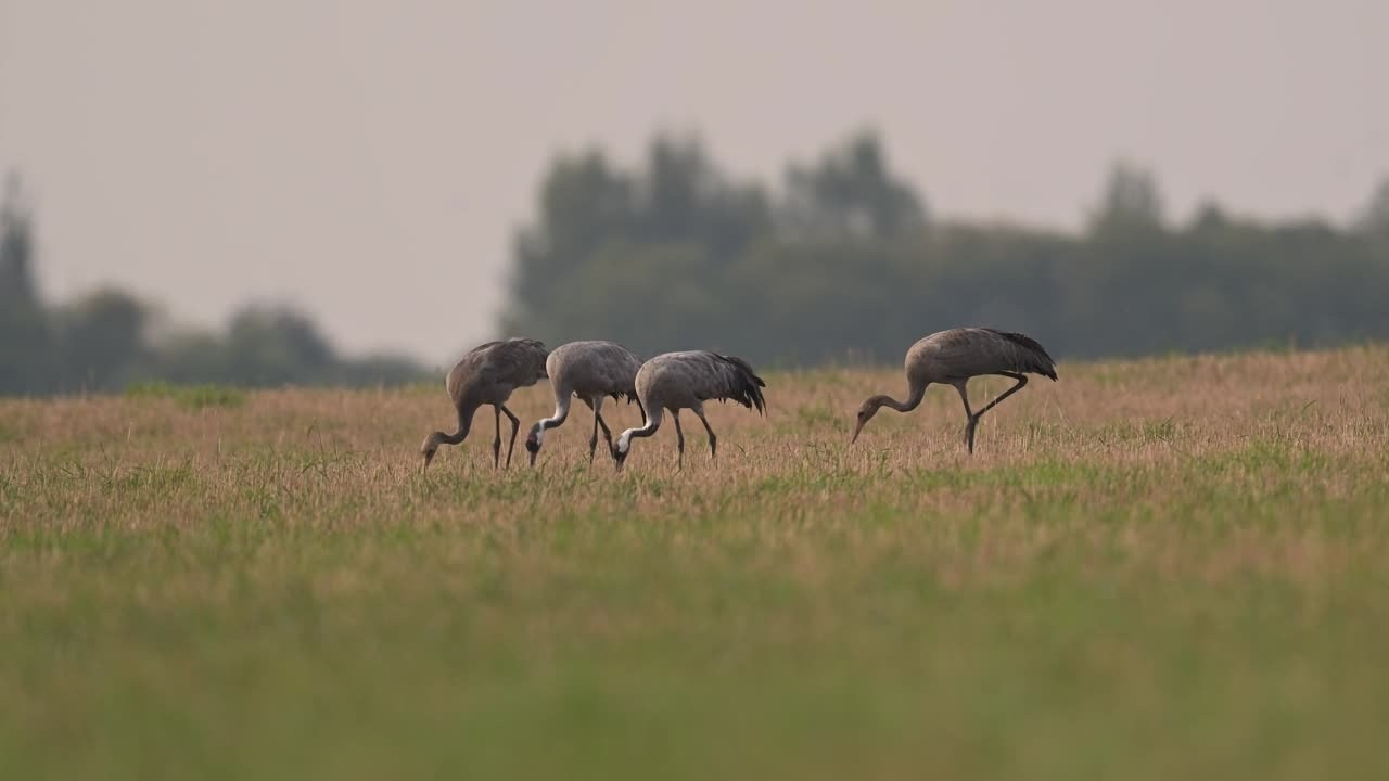 Журавли и большой подорлик. Cranes and Greater spotted eagle. Фотограф Сергей Пупонин