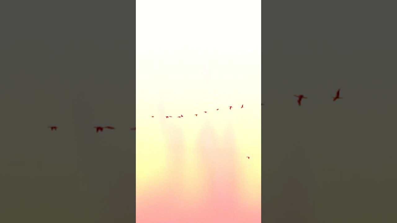 Film. Фотограф и видеограф Елена Хмелевская