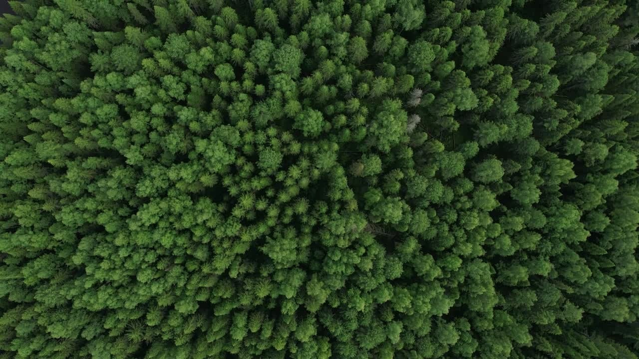 Видео. Фотограф Татьяна Борисова