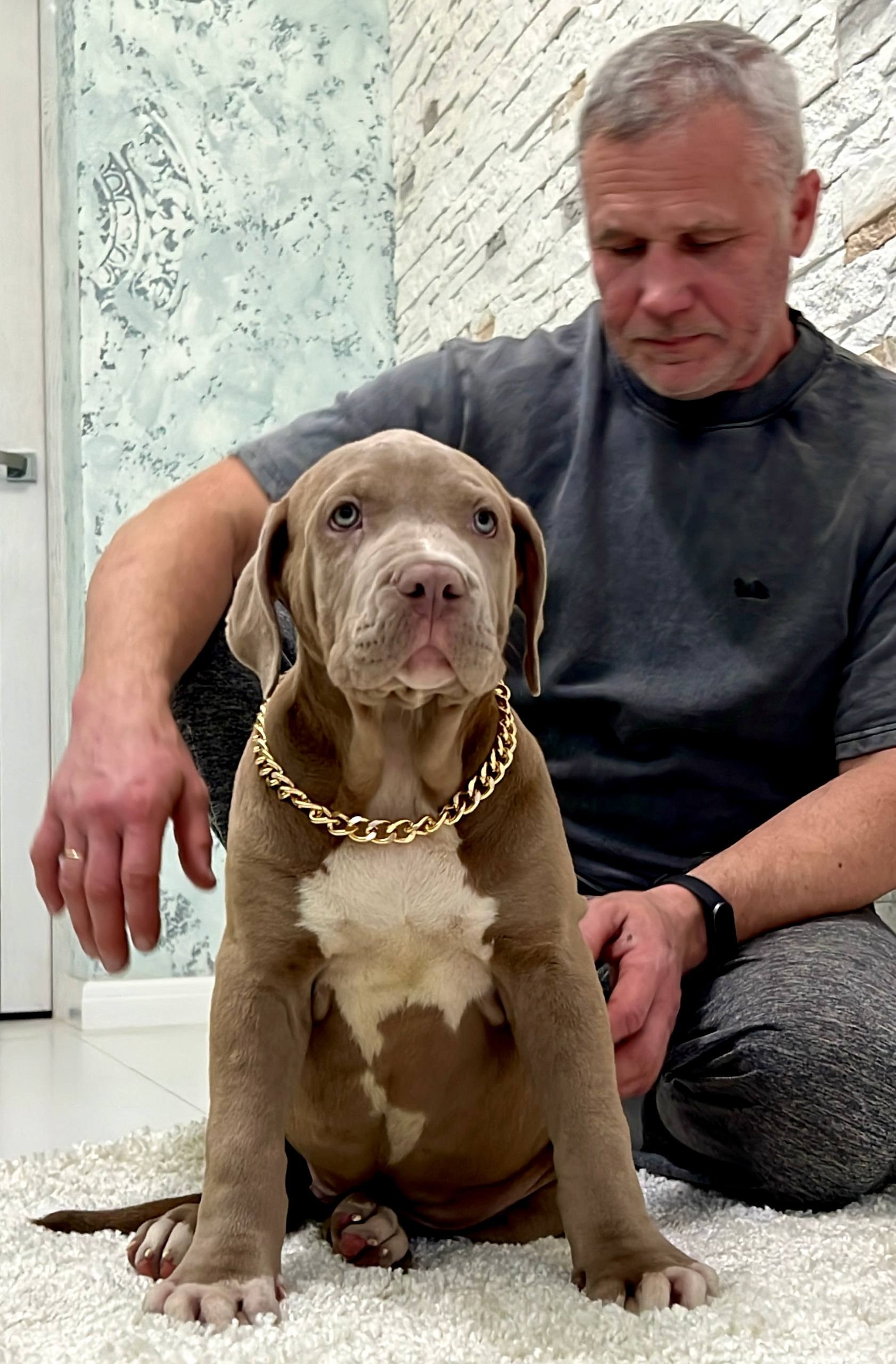 Все свободные щенки. Американские булли XL в г. Калининград. Питомник Great Bully UNIVERSE