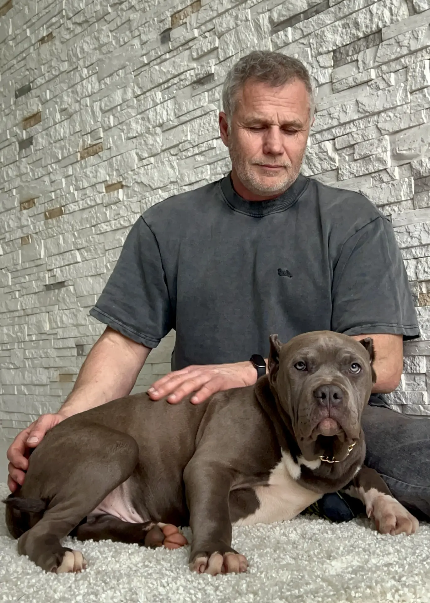 Все свободные щенки. Американские булли XL в г. Калининград. Питомник Great Bully UNIVERSE