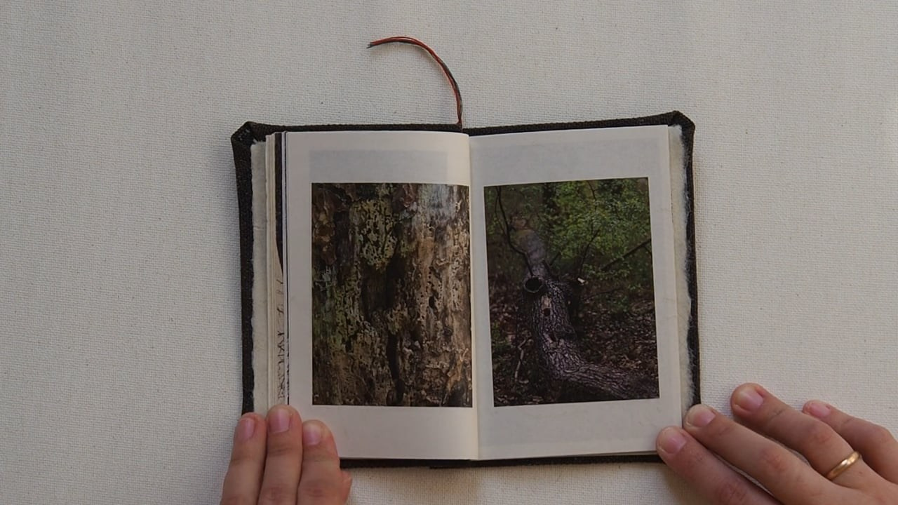 Drawing a tree. Ekaterina Shikhanova