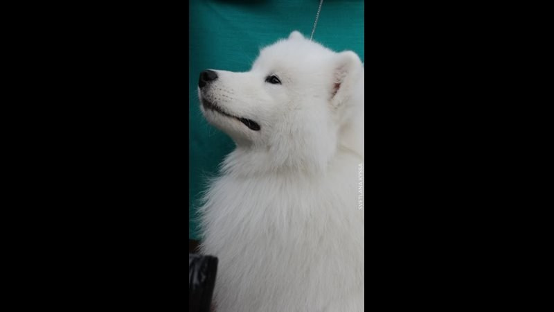 Видео. Фотограф — анималист Светлана Кысса|фотограф собак в Краснодаре и Нижнем Новгороде