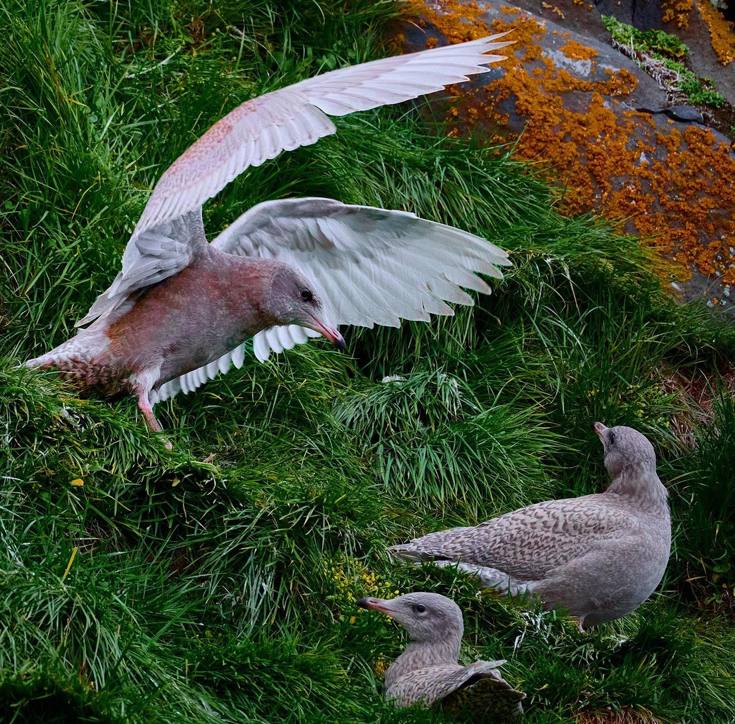 Учебник фотографии. Международная онлайн-фотошкола Сергея Рожнова