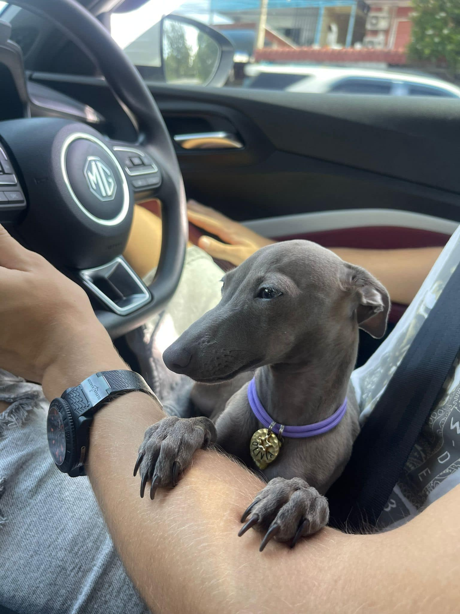 Профессиональный питомник левреток РКФ/FCI ASTI SAPPHIRE 💎 Сочи|Санкт-Петербург