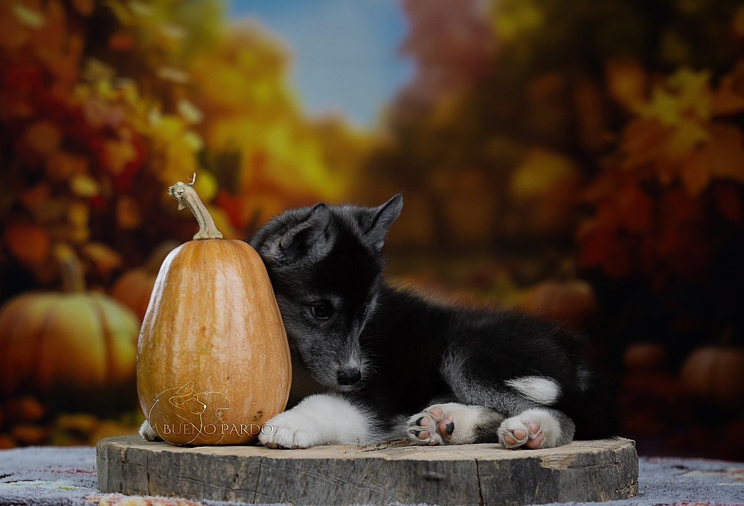 Щенки сибирского хаски из питомника. Питомник собак Акита, Хаски, Корги