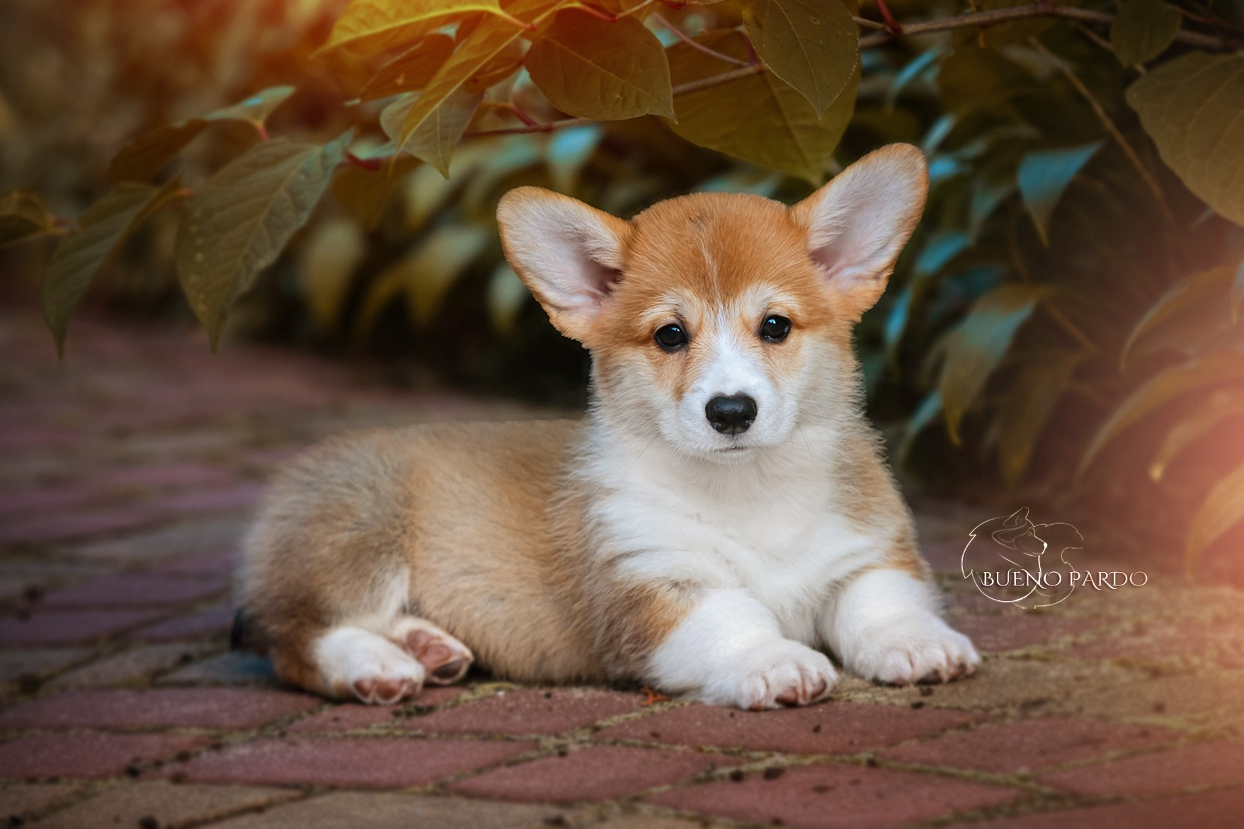 Щенки вельш корги пемброк из питомника. Питомник собак Акита, Хаски, Корги