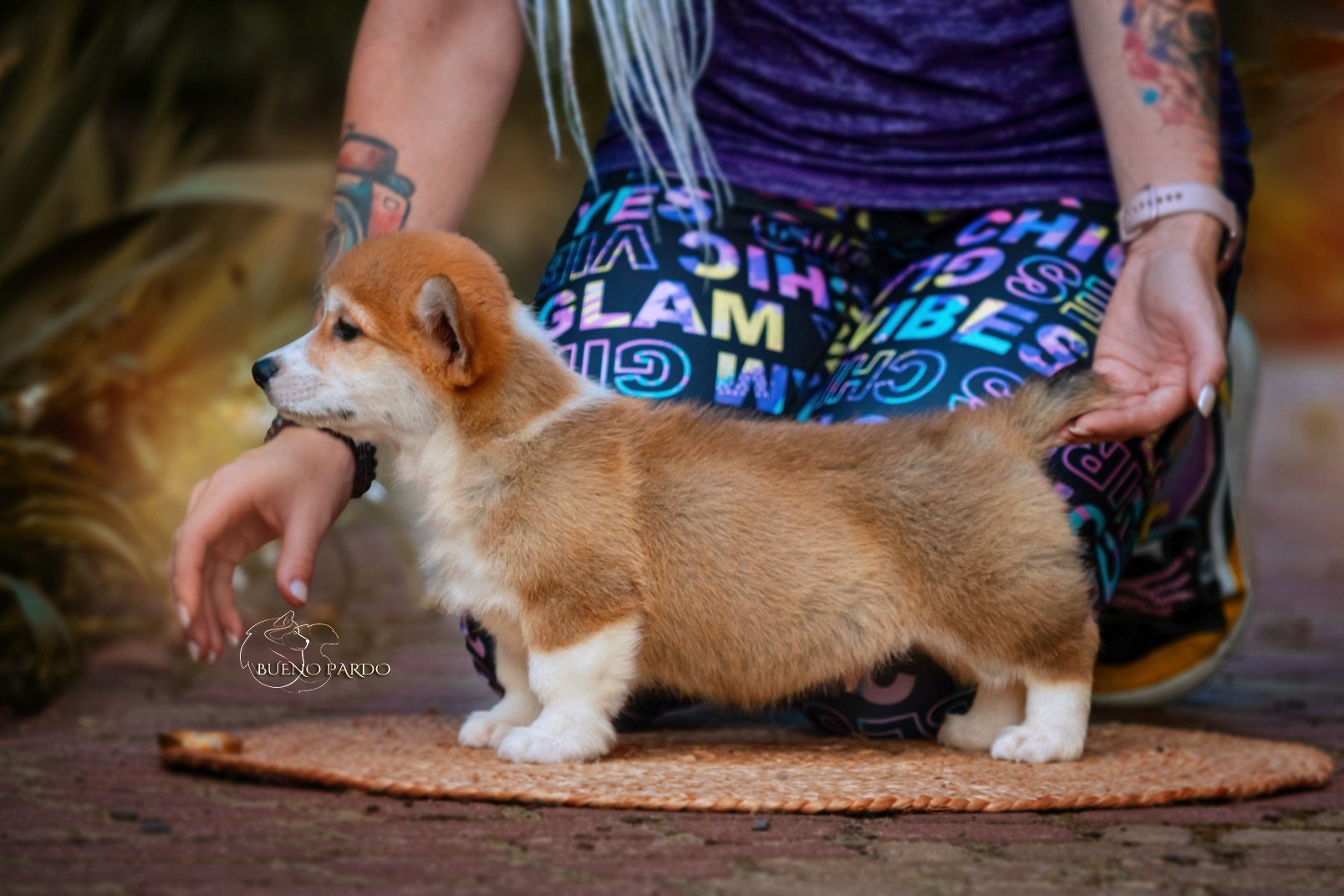 Щенки вельш корги пемброк из питомника. Питомник собак Акита, Хаски, Корги