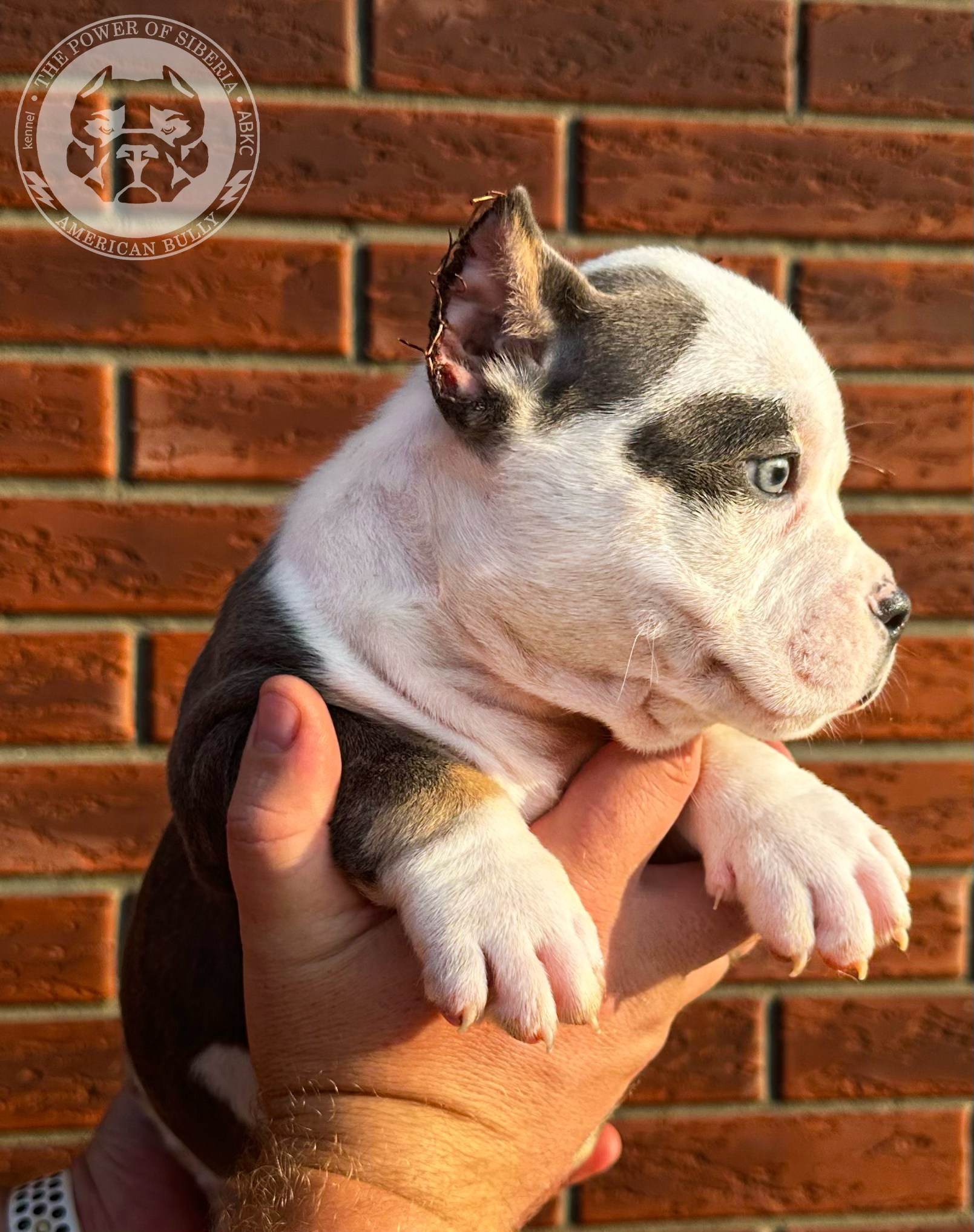 Помет Каспер и Тагира. 21.04.25. Американский Булли в г. Ростов-на-Дону. Питомник THE POWER OF SIBERIA