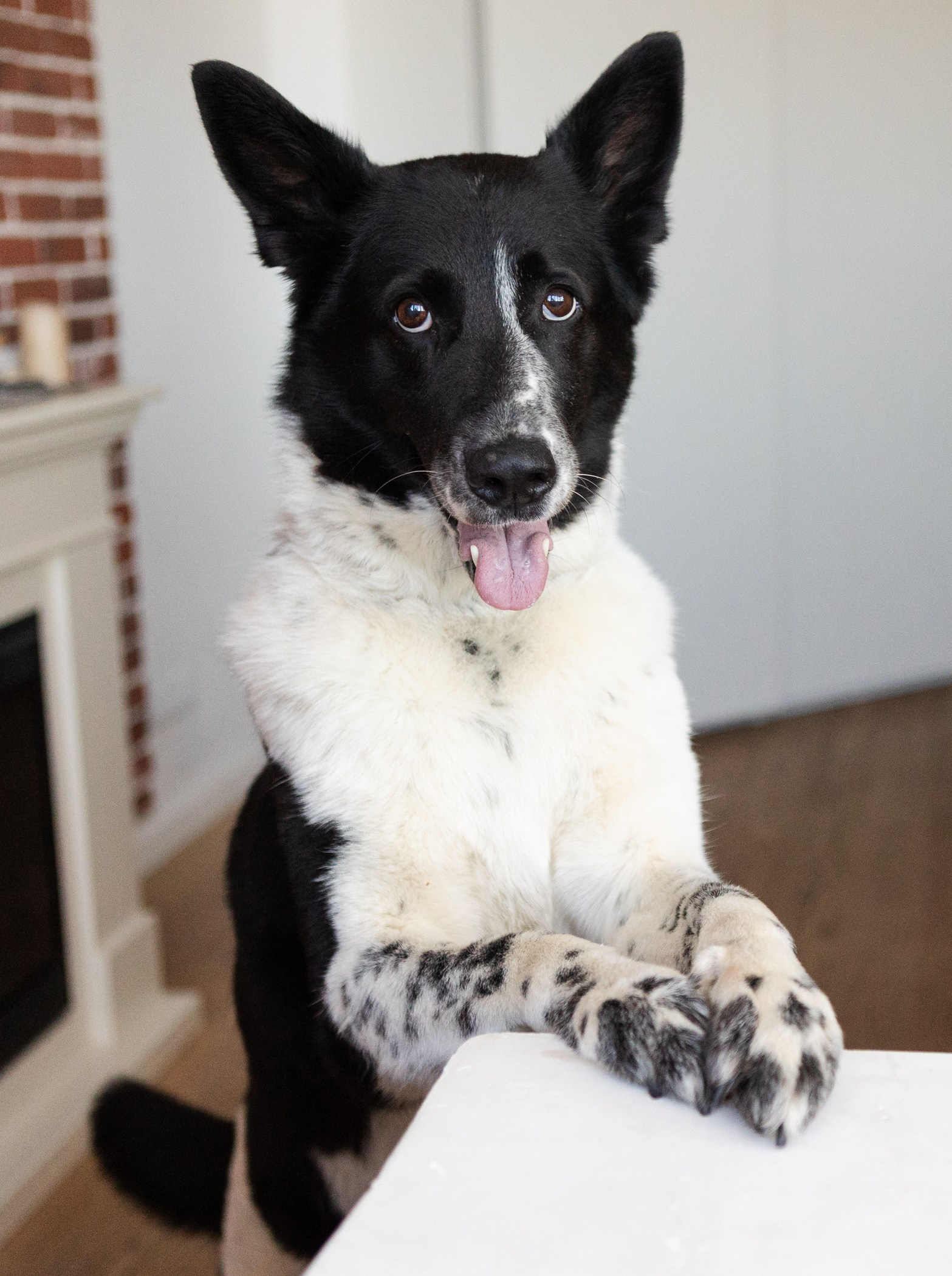 Фотограф-анималист Полина Колкова | Москва