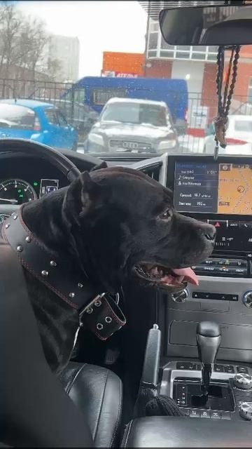 Дети Вела. ПИТОМНИК СОБАК ПОРОДЫ АМЕРИКАНСКИЙ БУЛЛИ