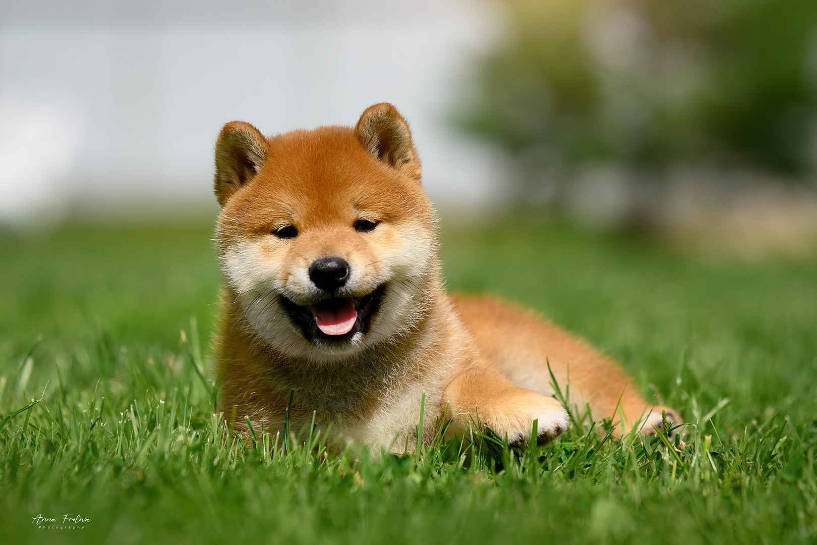 shiba 