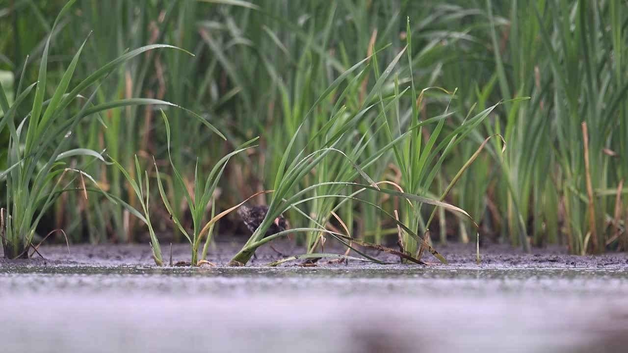 Кулики. Wildlife photography by Sergey Puponin