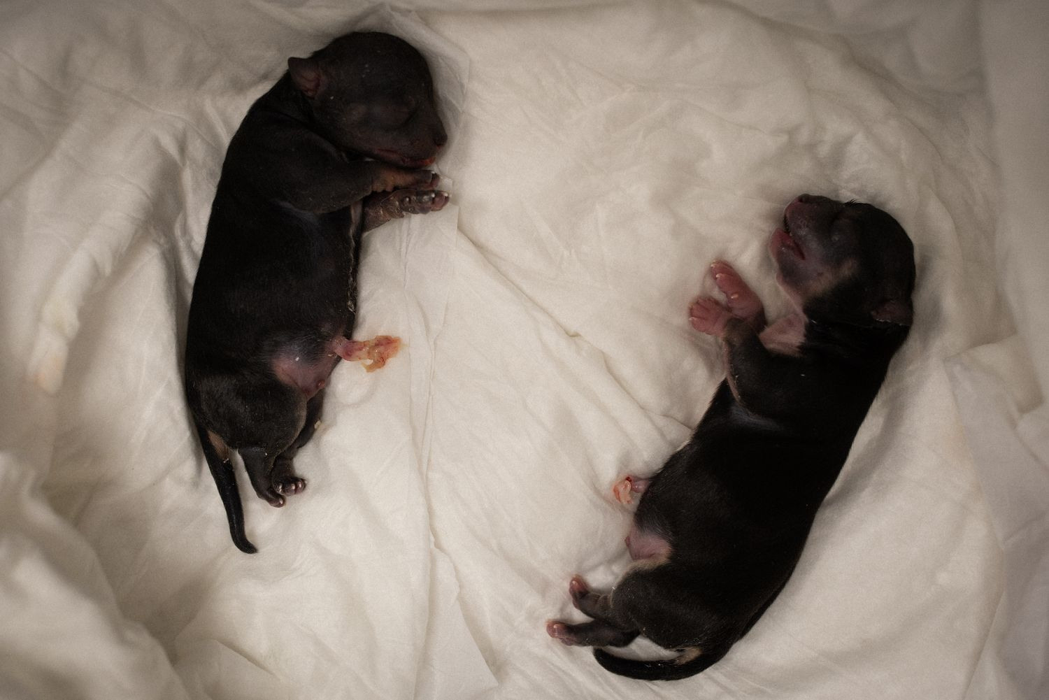 People at Work. Lesha Pavlov