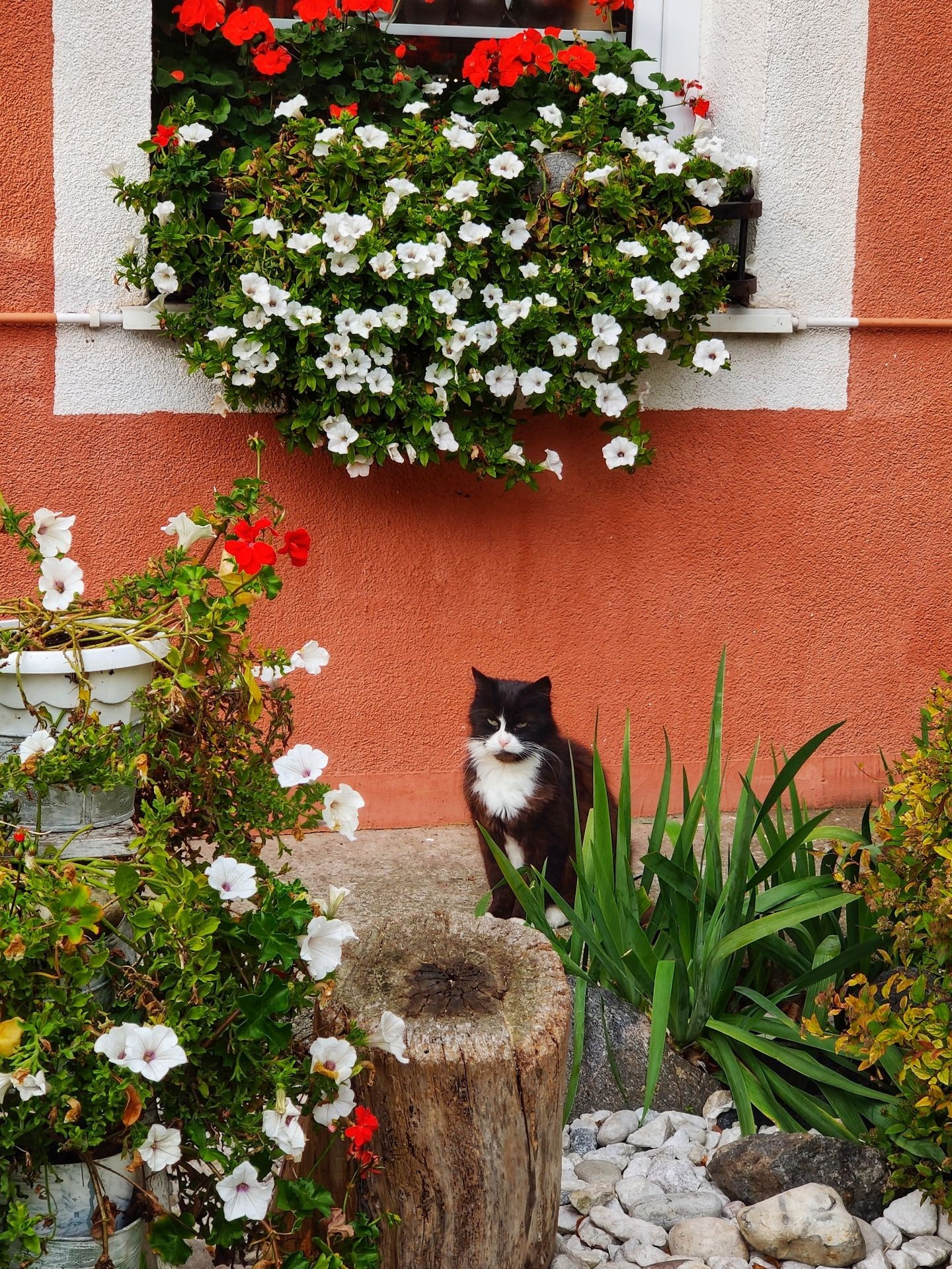 Чёрно-белый кот сидит в цветнике у дома с оранжевой стеной и окнами, украшенными цветами