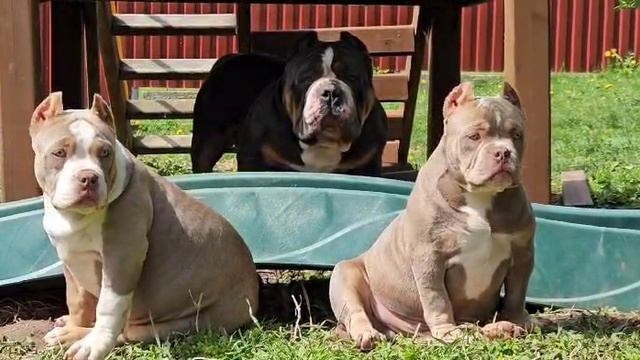 Дети Зидана. ПИТОМНИК СОБАК ПОРОДЫ АМЕРИКАНСКИЙ БУЛЛИ