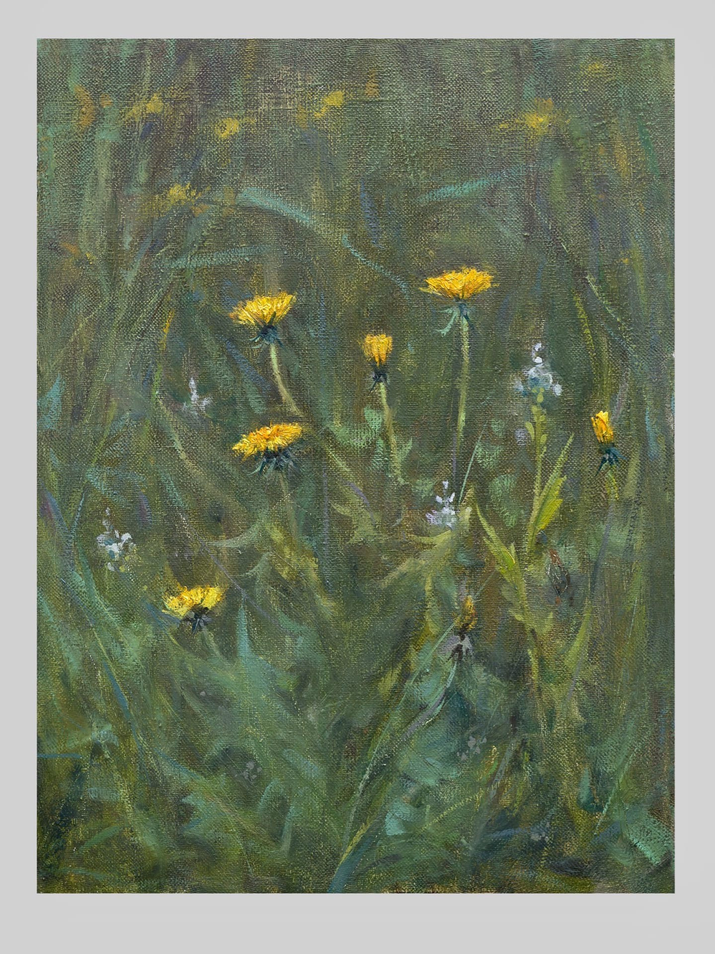 Одуванчики