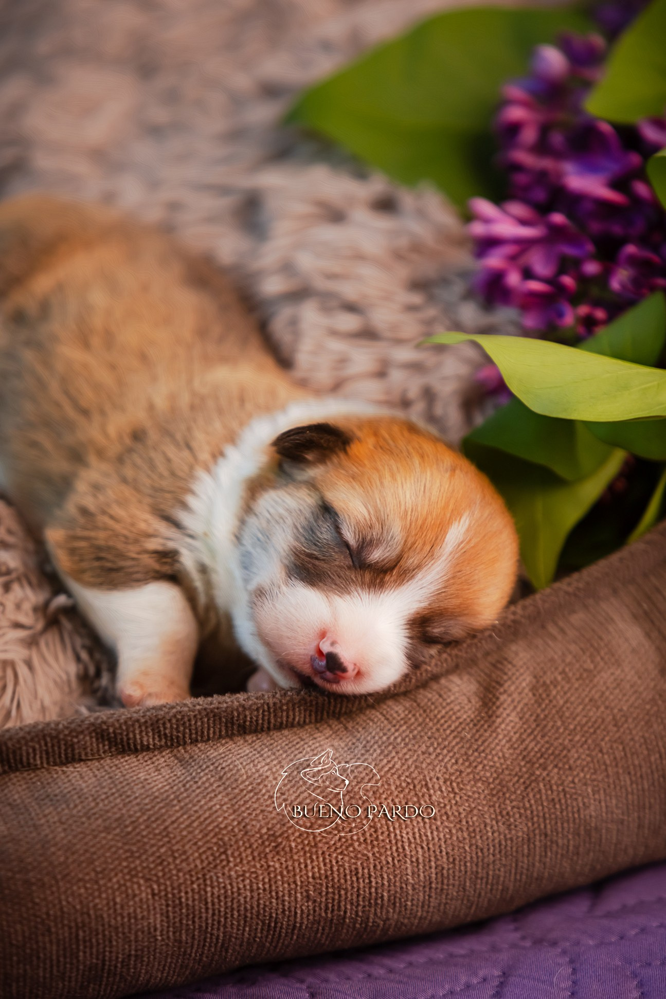 Щенки вельш корги пемброк из питомника. Питомник собак Акита, Хаски, Корги
