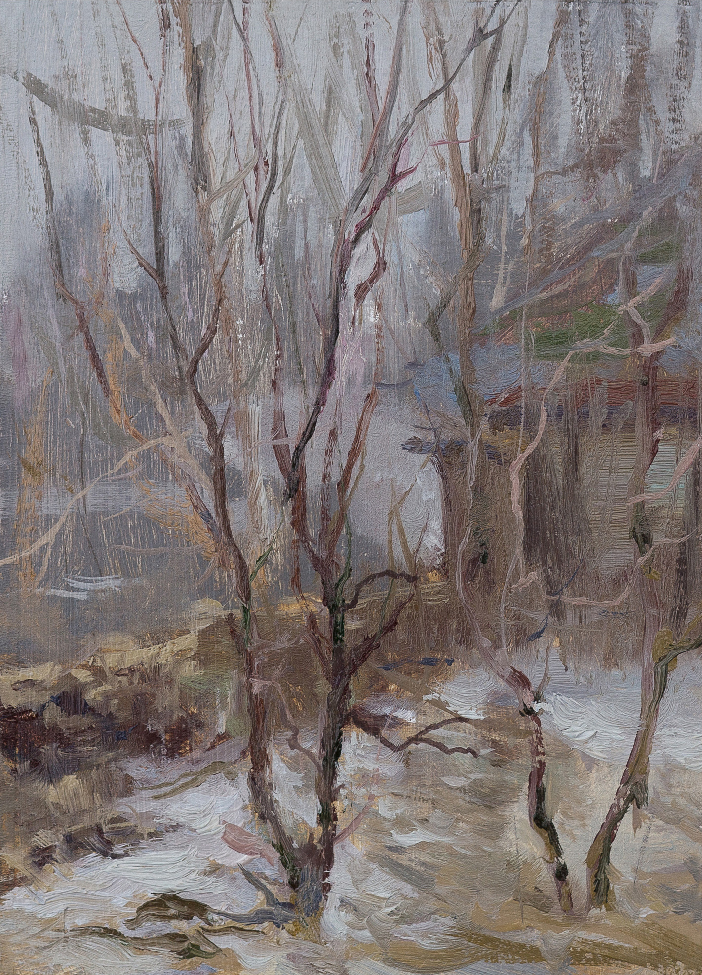 Зима. Молодые деревья