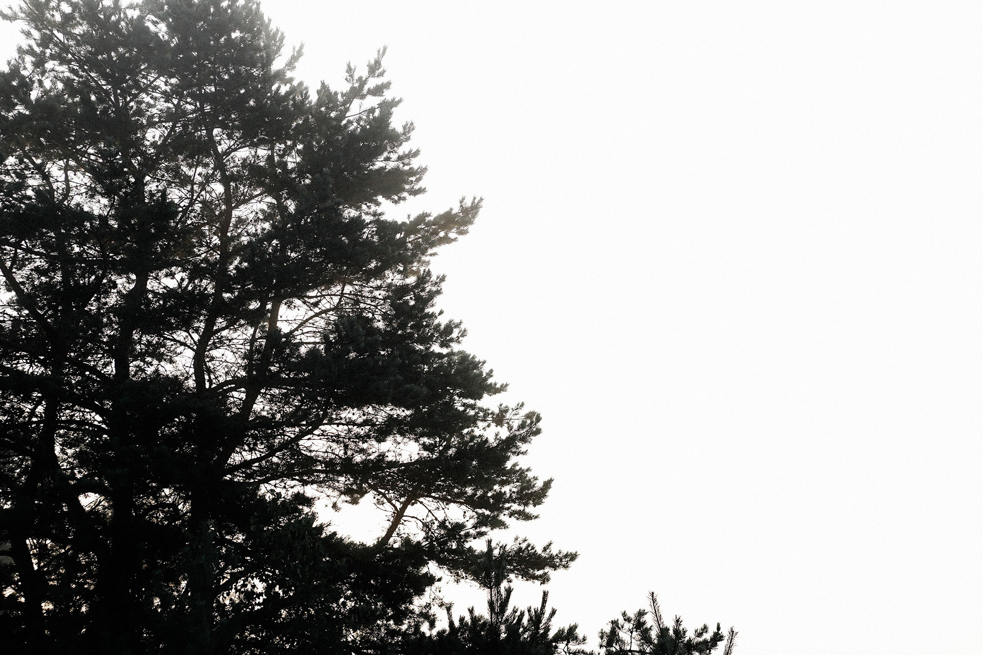 Алиса в стране Чудес. 2021. Свадебный фотограф Великий Новгород Станислав Кособудский