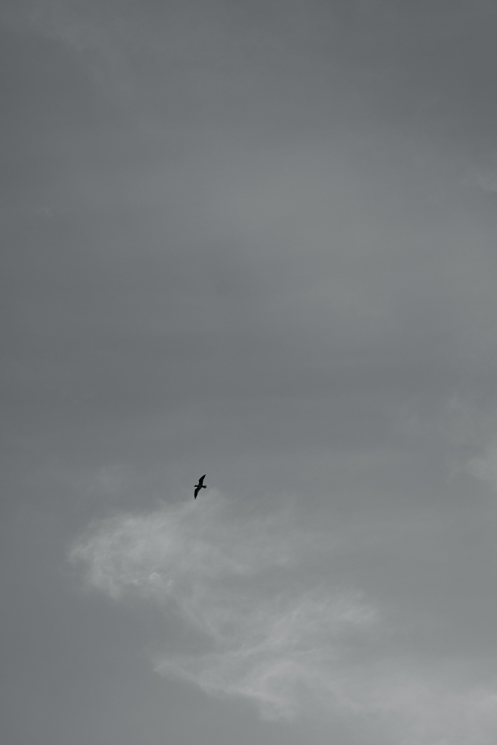 Полина & Вадим. Yura Rush Свадебный фотограф Тюмень