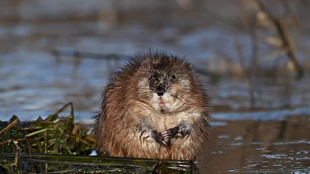 Журавли и ондатра. Видео с ондатрой. Wildlife photography by Sergey Puponin