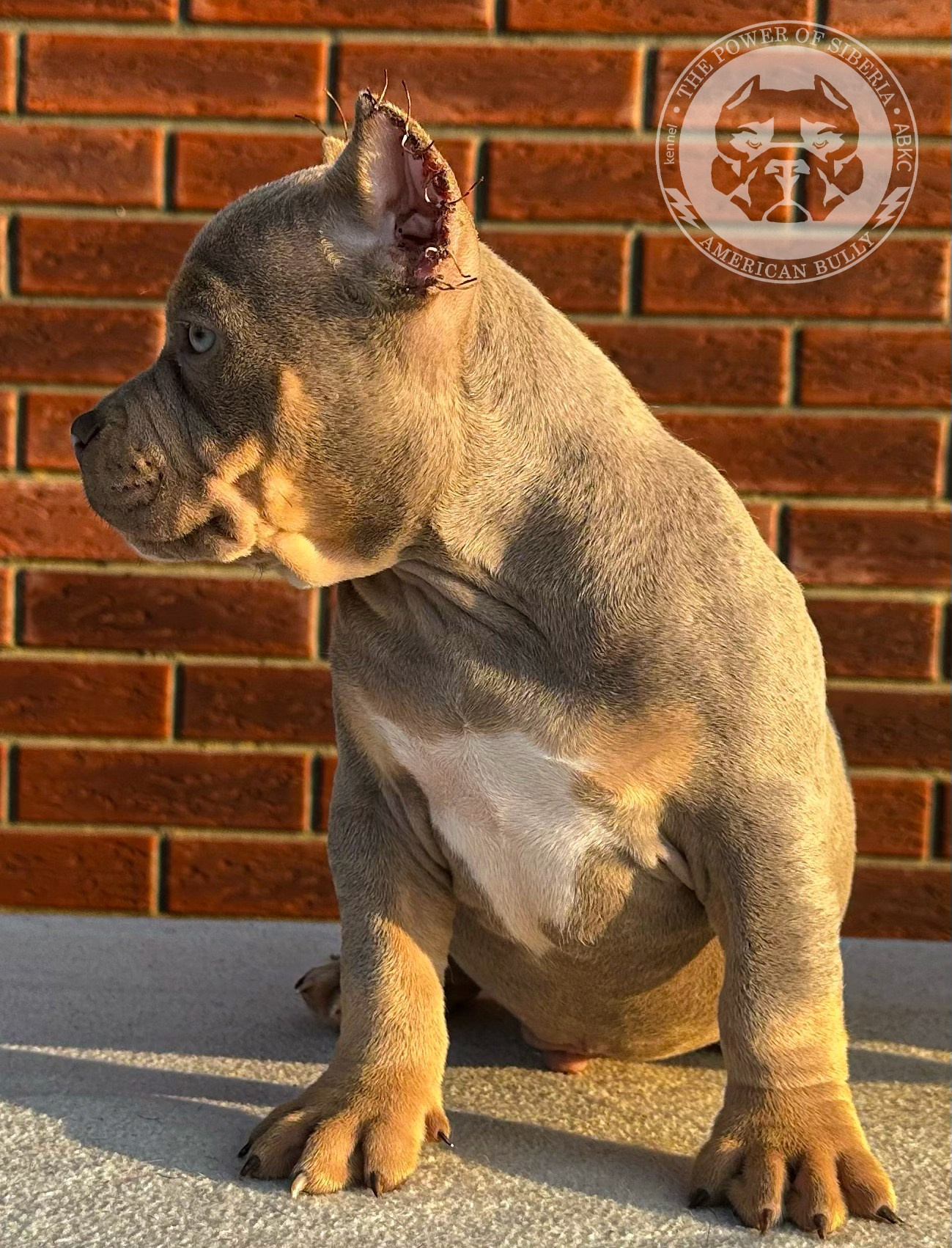 Помет Каспер и Тагира. 21.04.25. Американский Булли в г. Ростов-на-Дону. Питомник THE POWER OF SIBERIA