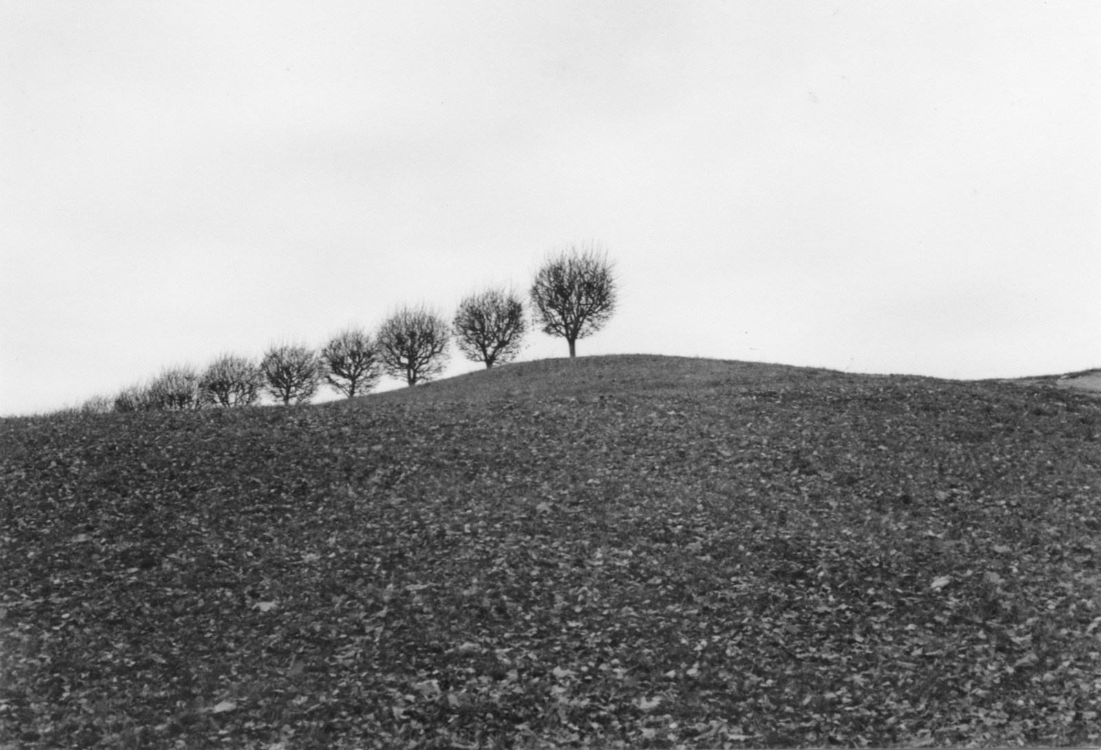 Art Series. Елена Цихон художник фотографии и мастер фото-ДНК